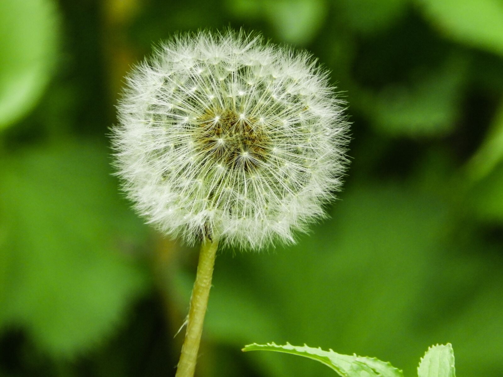 Nikon Coolpix B700 sample photo. Beautiful, nature, spring photography