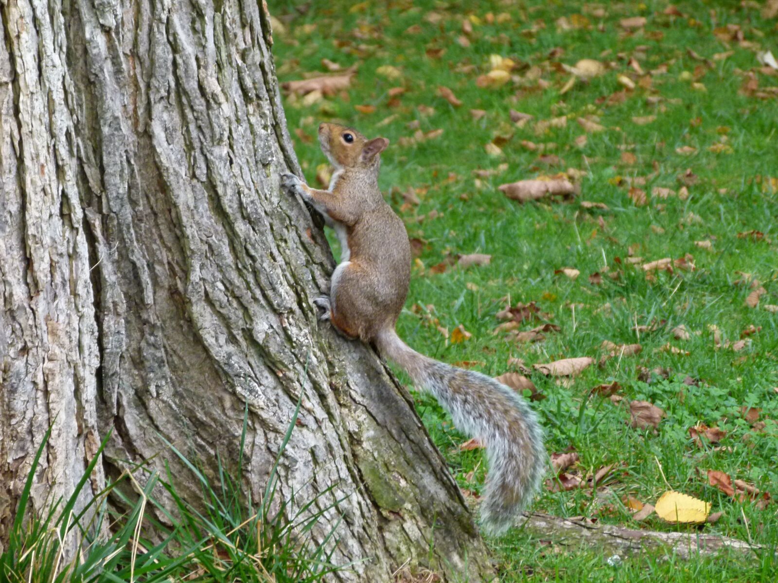 Panasonic Lumix DMC-FZ100 sample photo. Squirrel, central park, nature photography