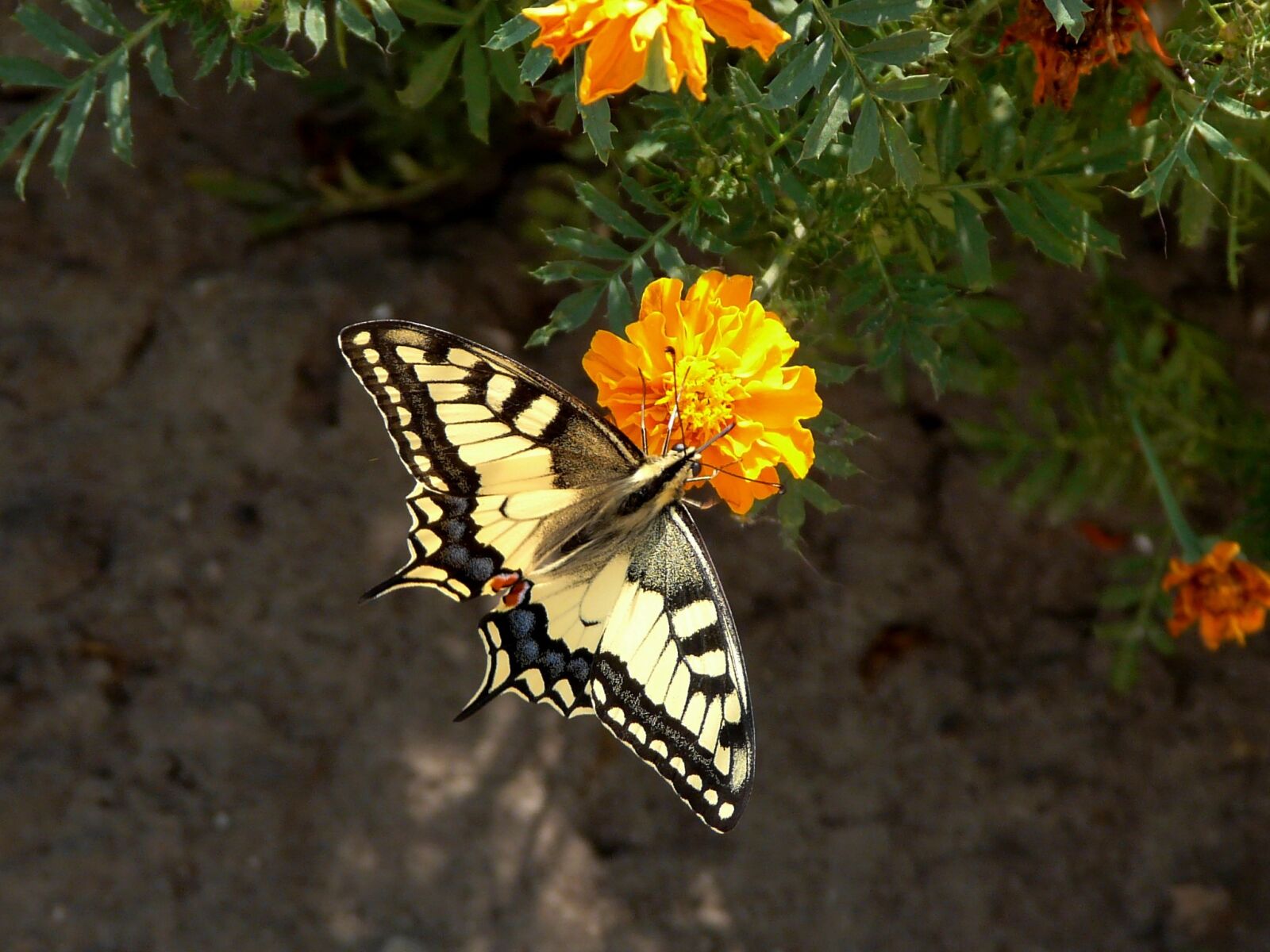 Panasonic DMC-FZ18 sample photo. Butterfly, flowers, summer photography