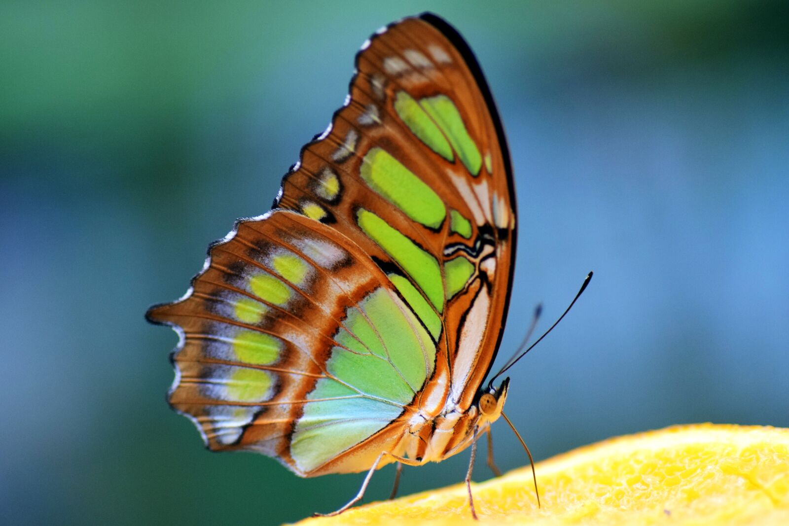 Nikon D3300 sample photo. Malachite, spirotea steles, butterfly photography