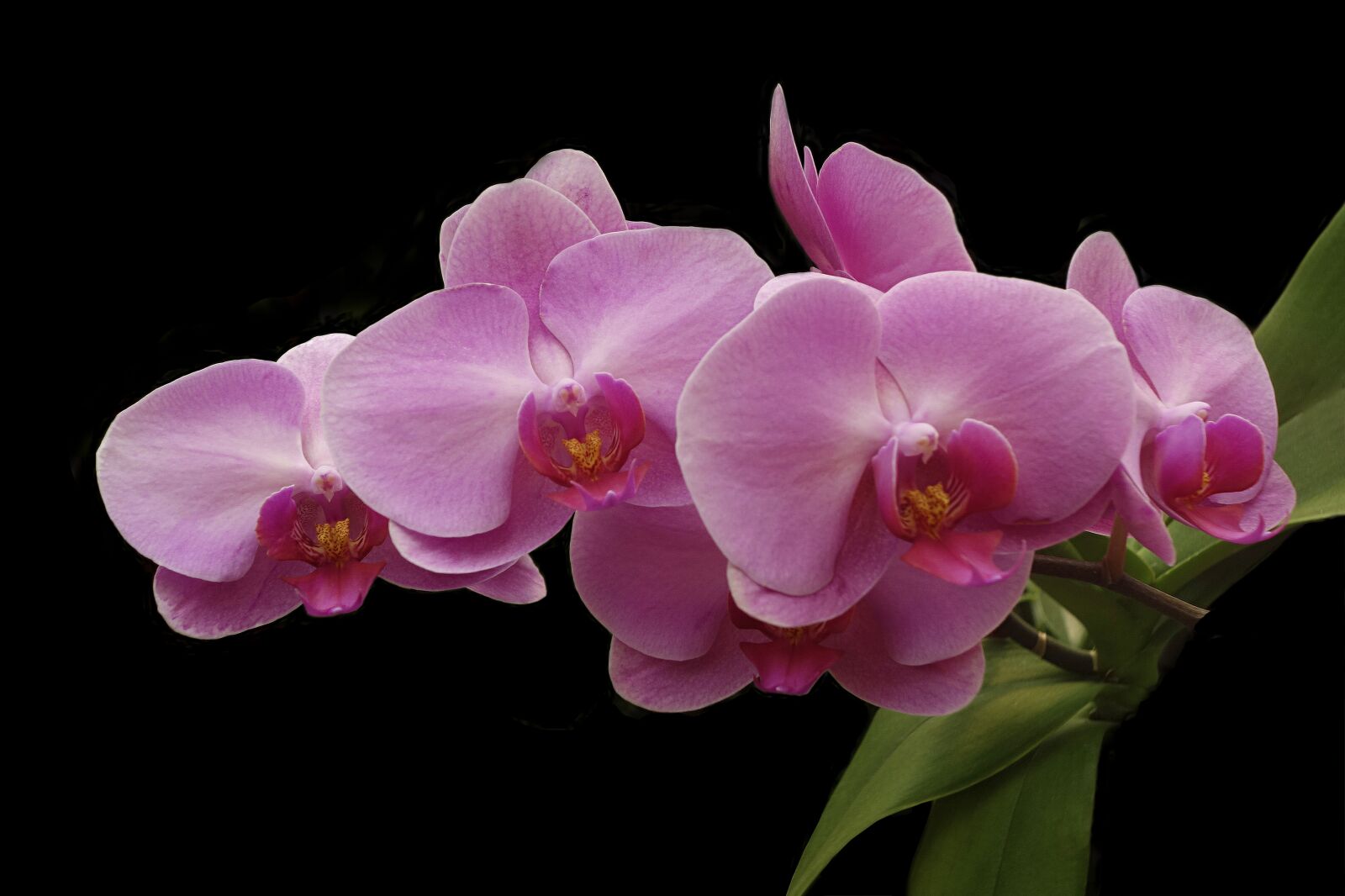 Hasselblad Stellar sample photo. Orchid, flower, tropical photography