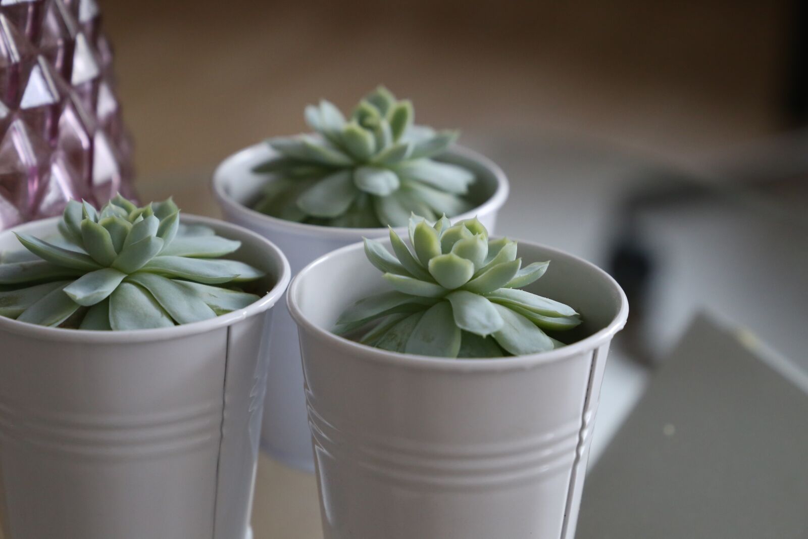 Canon EF 24-105mm F3.5-5.6 IS STM sample photo. Succulents, green, succulent photography