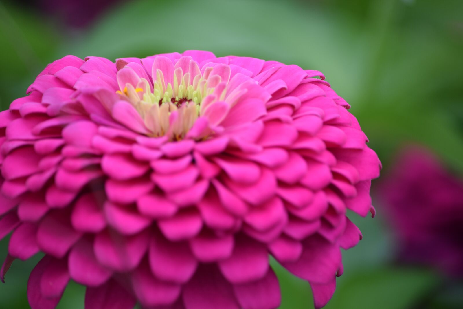 Nikon D5300 sample photo. Dahlia, flower, bloom photography