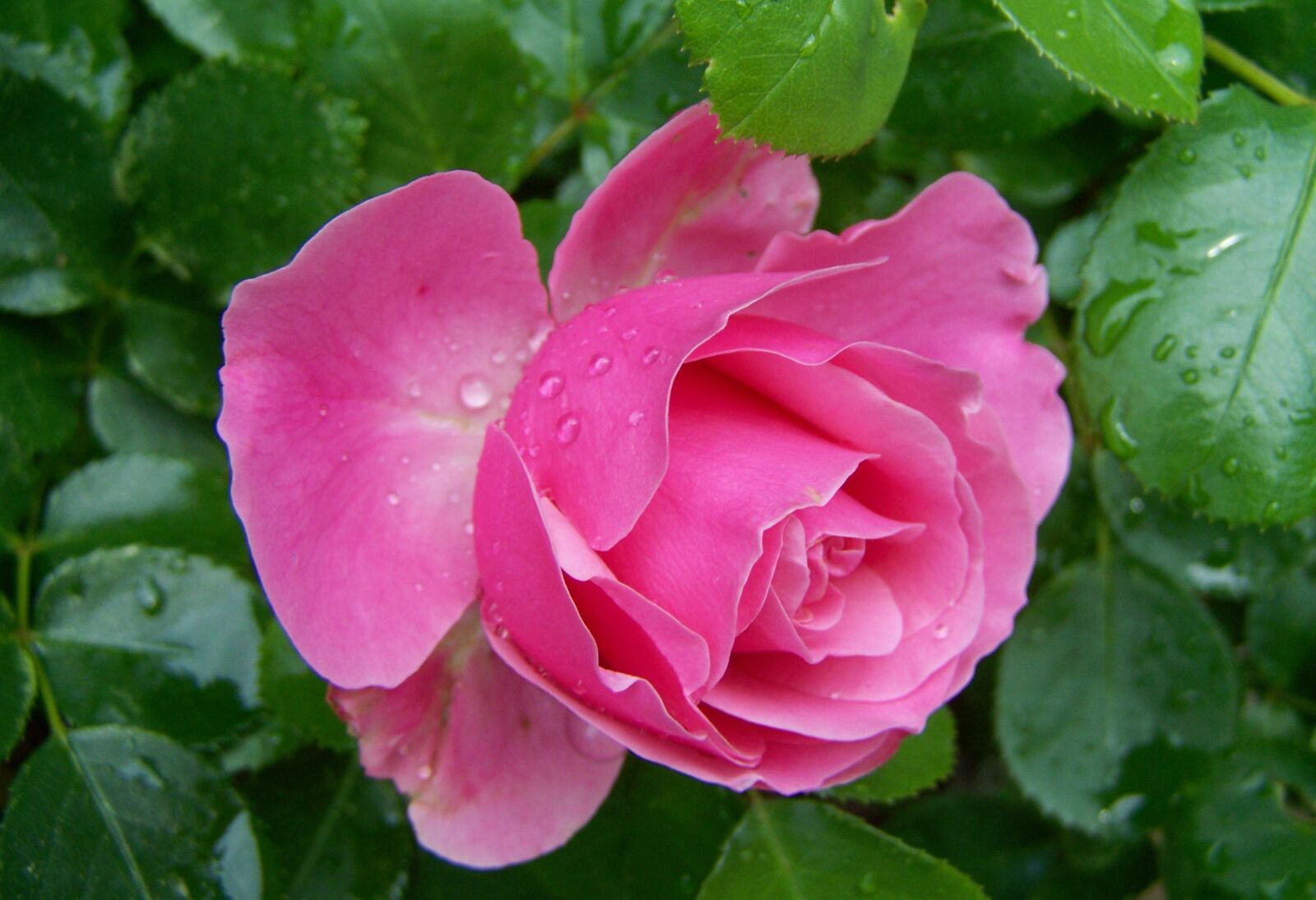 Kodak EASYSHARE ZD710 ZOOM DIGITAL CAMERA sample photo. Rose, pink flower, flower photography