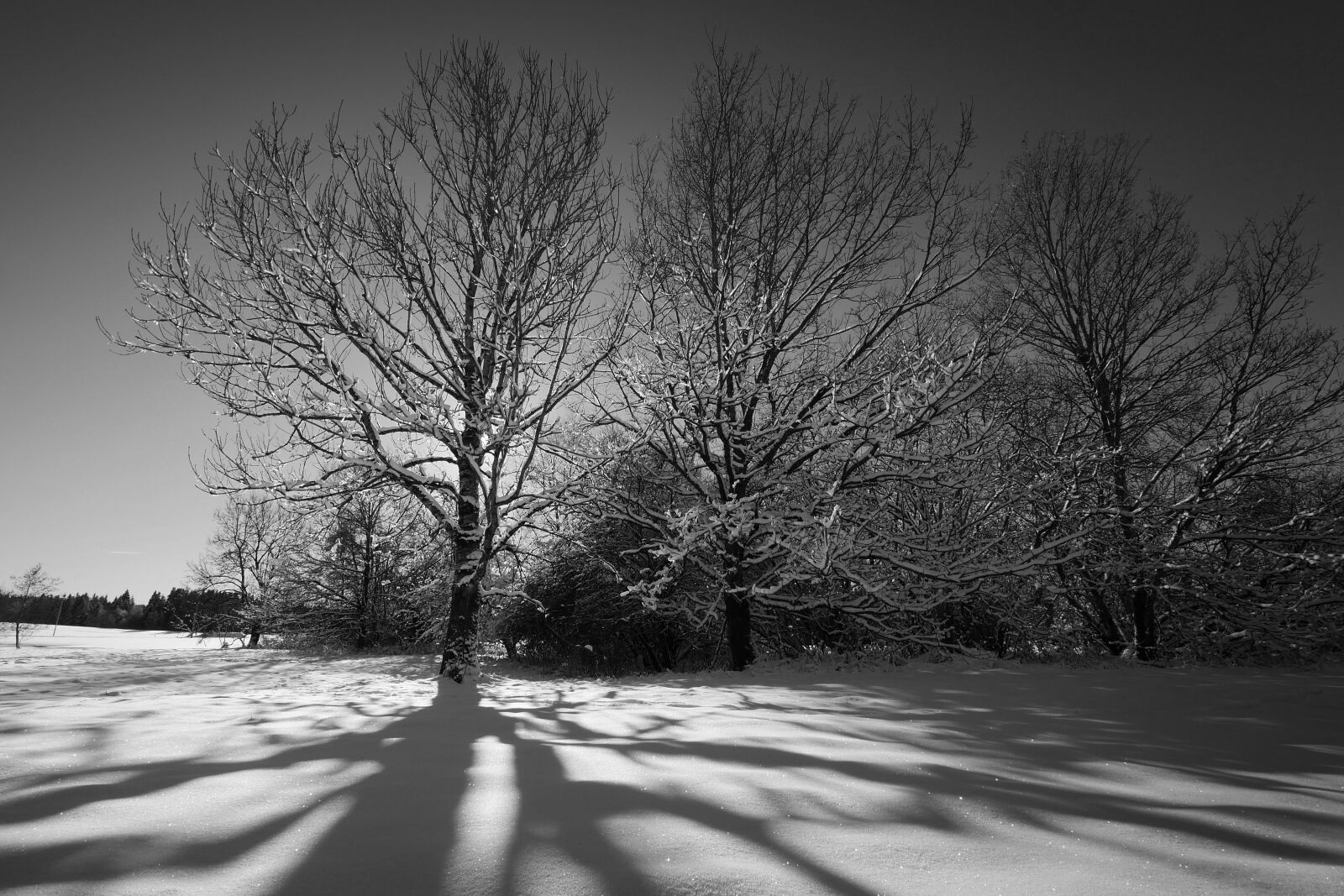Panasonic Lumix DMC-GX8 sample photo. Tree, winter, landscape photography