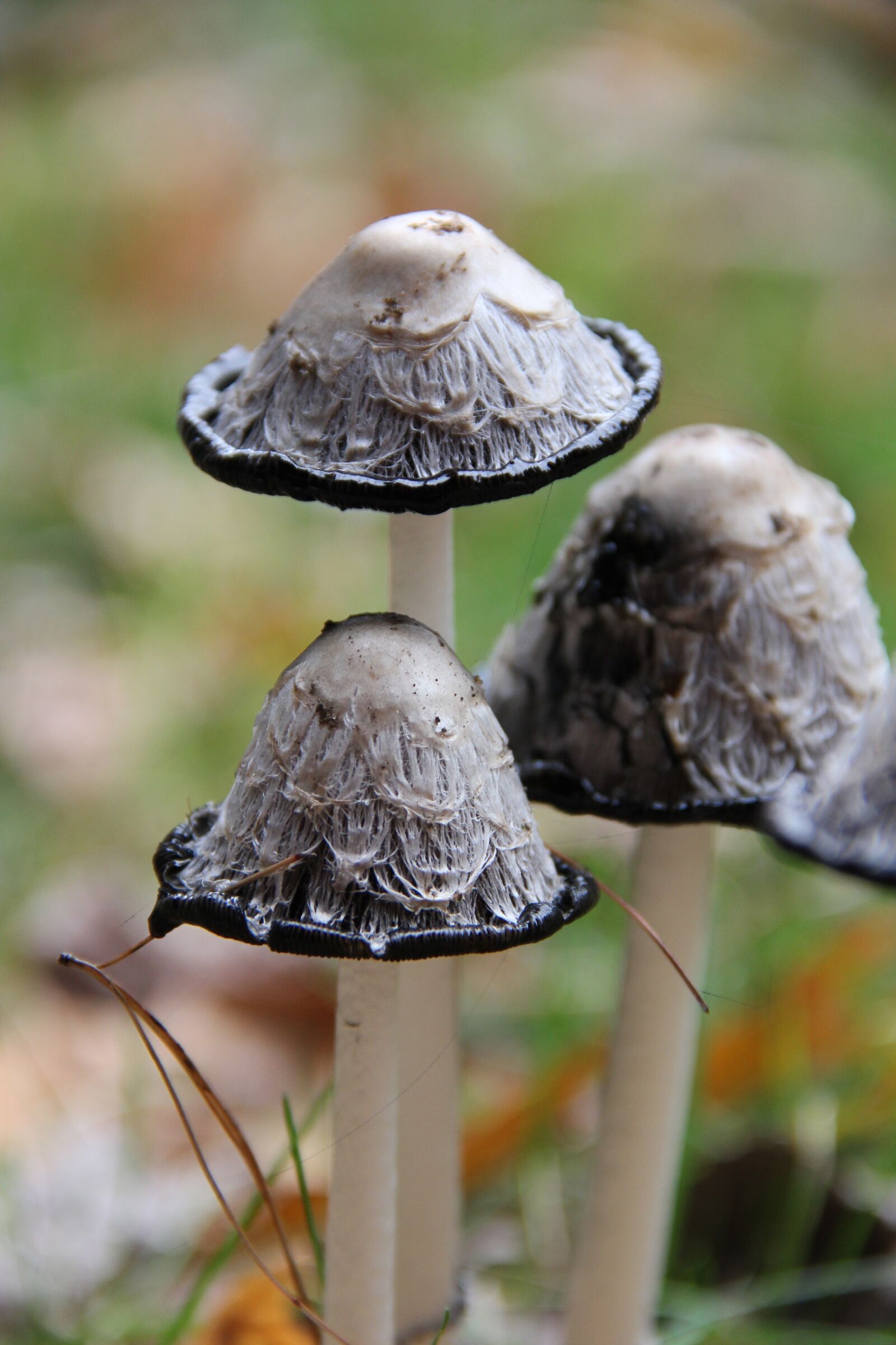 Canon EOS 550D (EOS Rebel T2i / EOS Kiss X4) sample photo. Mushroom, macro, outdoors photography