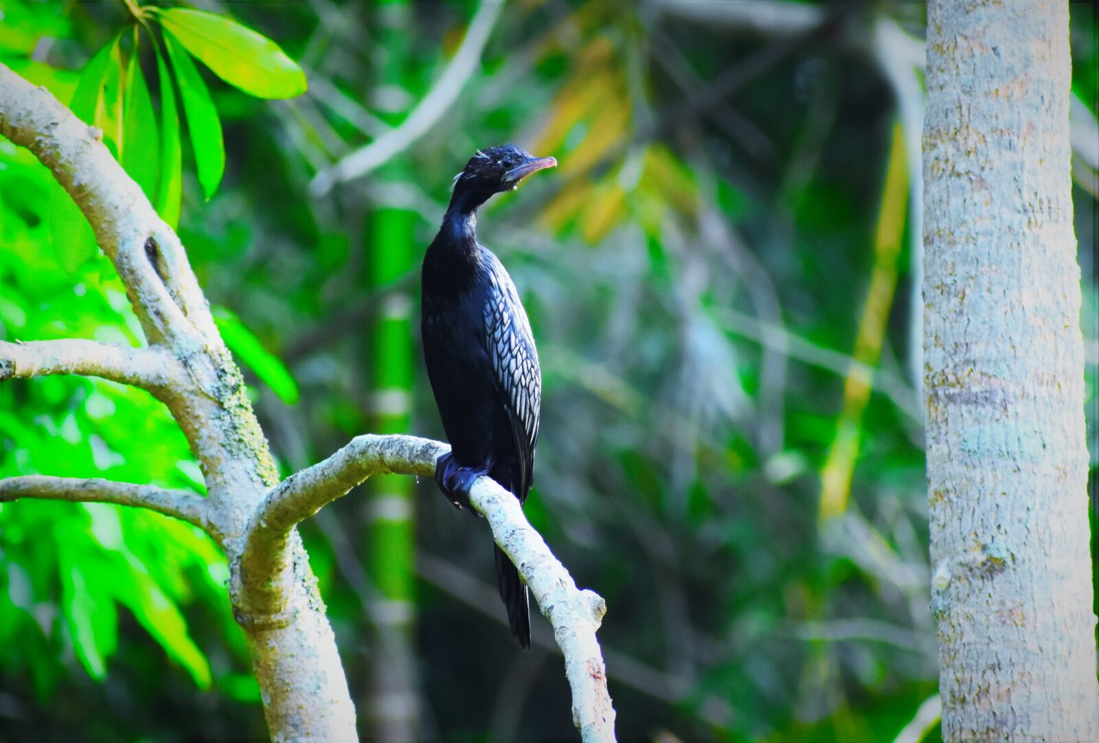 Nikon D5600 sample photo. Nature, bird, wildlife photography