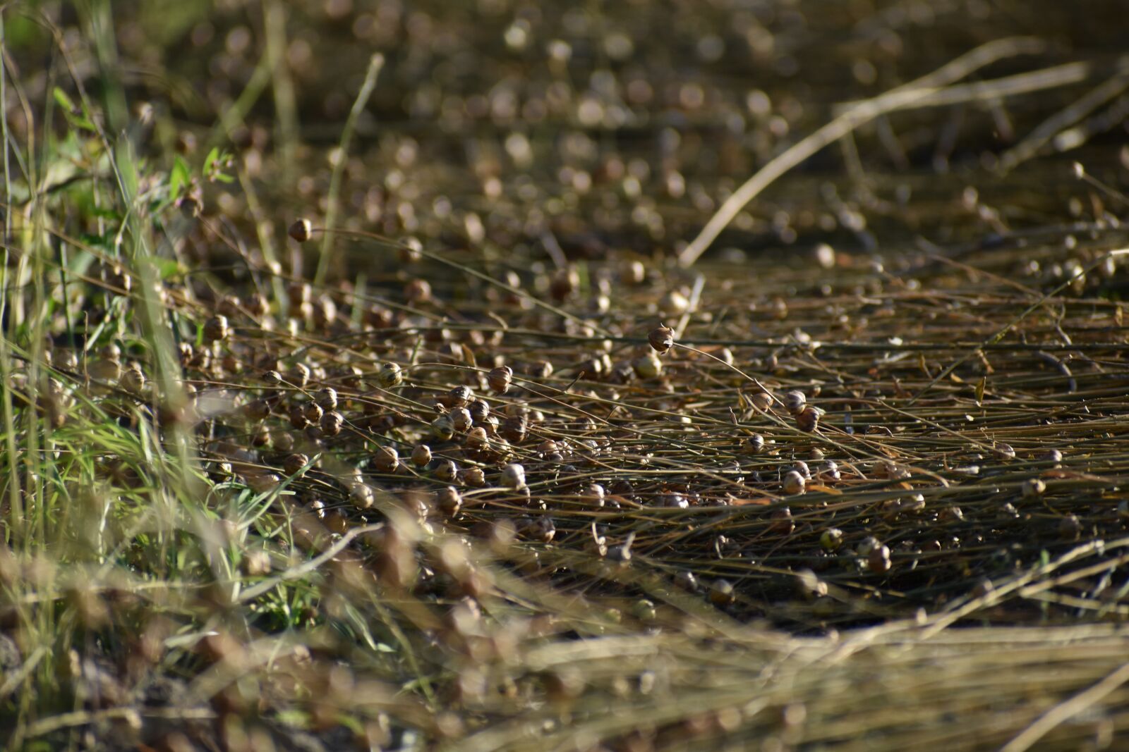 Nikon D3500 sample photo. Flax, agriculture, farm outside photography
