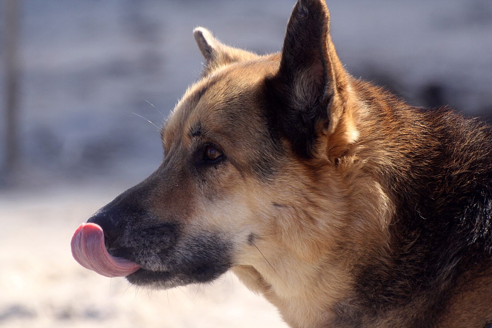 Canon EOS 1000D (EOS Digital Rebel XS / EOS Kiss F) sample photo. Dog, animal, portrait photography