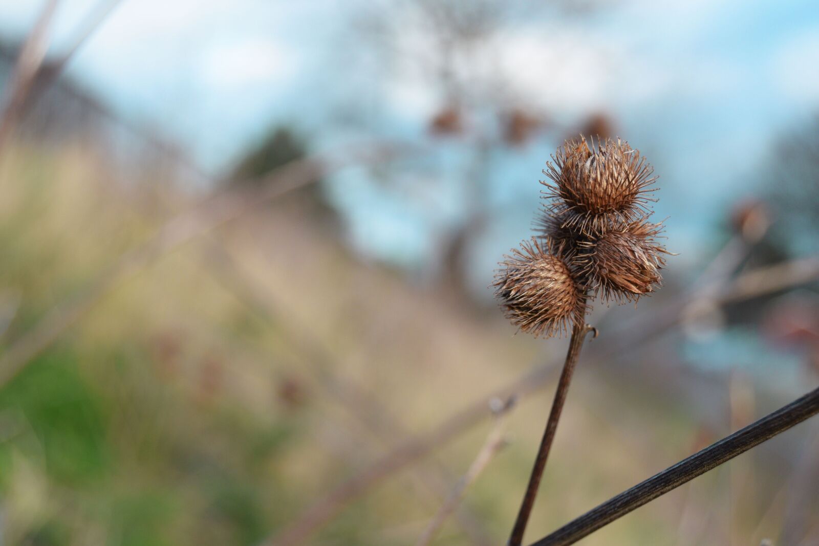 Nikon D3300 sample photo. Thistle, winter, nature photography