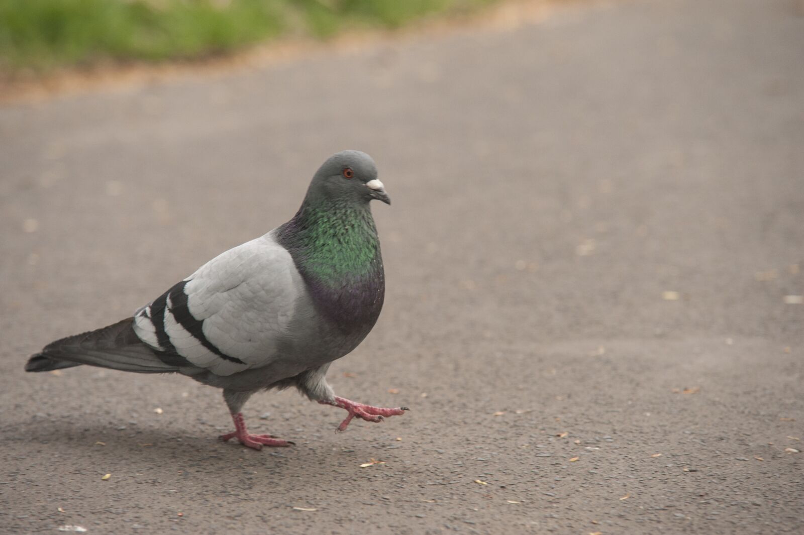 Nikon D700 sample photo. Pigeon, park, birds photography