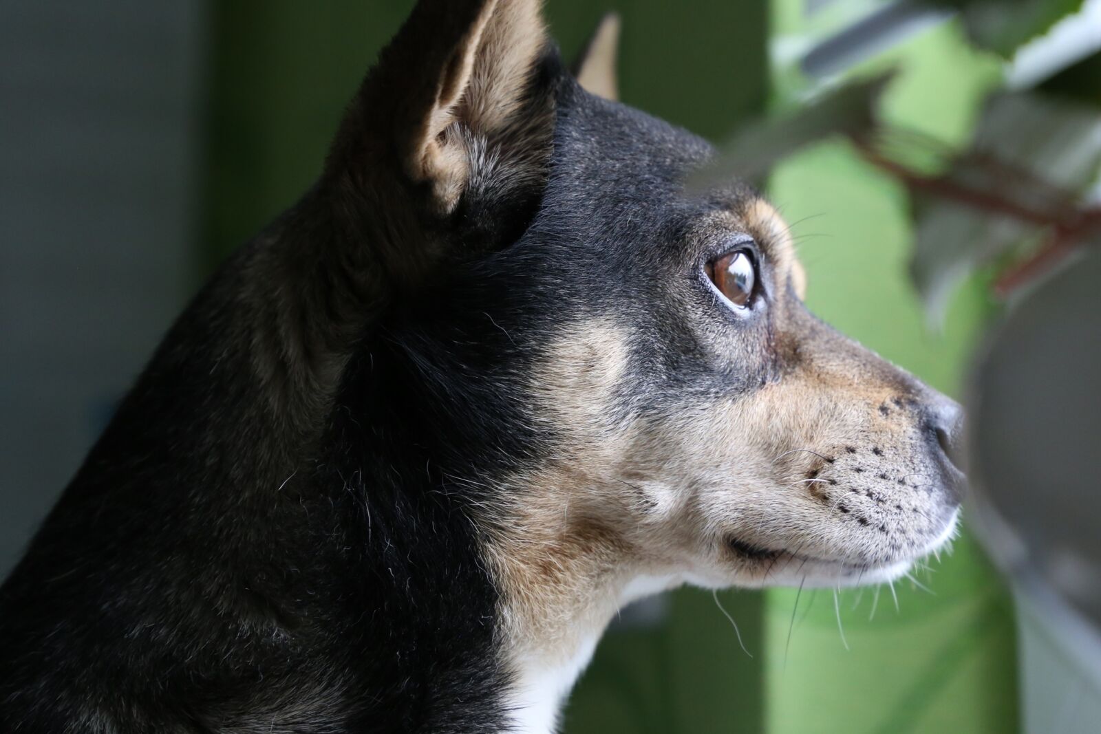 Canon EF 24-105mm F3.5-5.6 IS STM sample photo. Dog, concentrated, animal photography