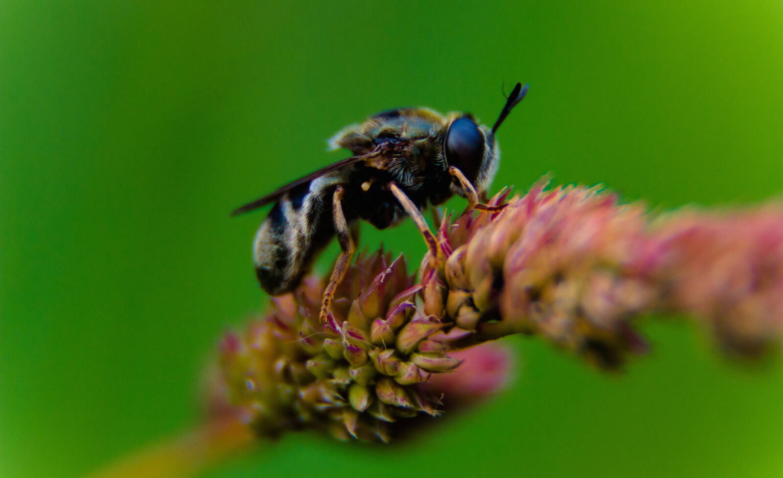 Canon EOS 600D (Rebel EOS T3i / EOS Kiss X5) sample photo. Bee, insect, macro, nature photography