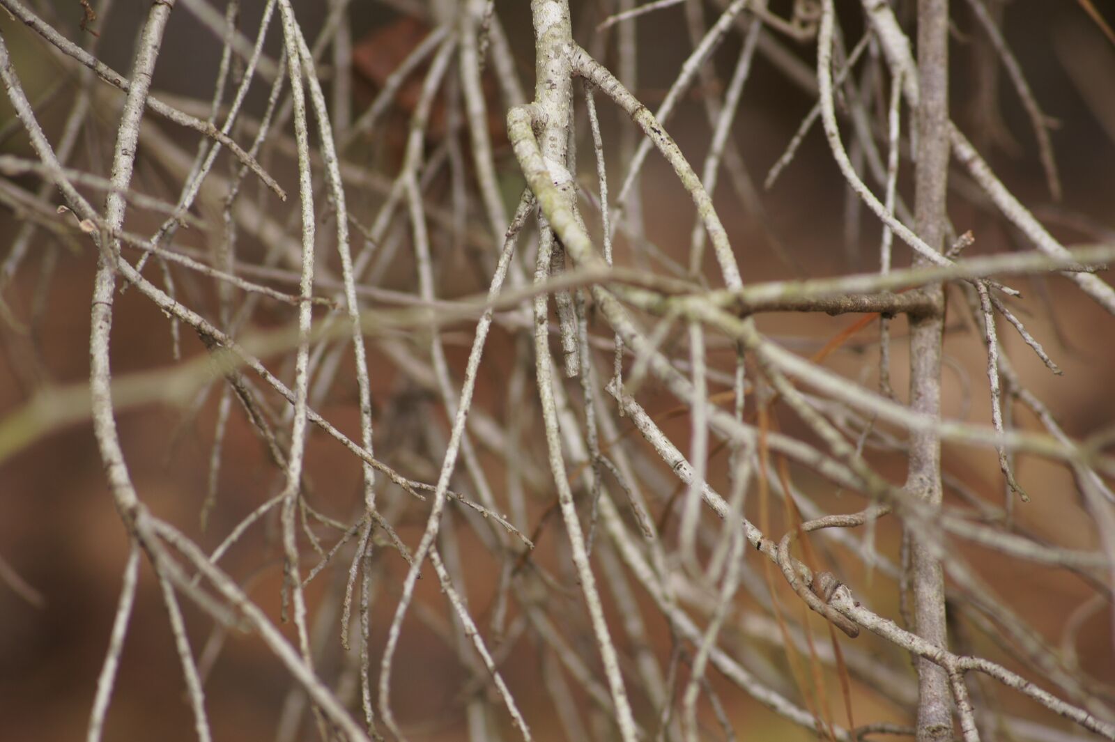 Sony SLT-A33 sample photo. Tree, spring, twig photography