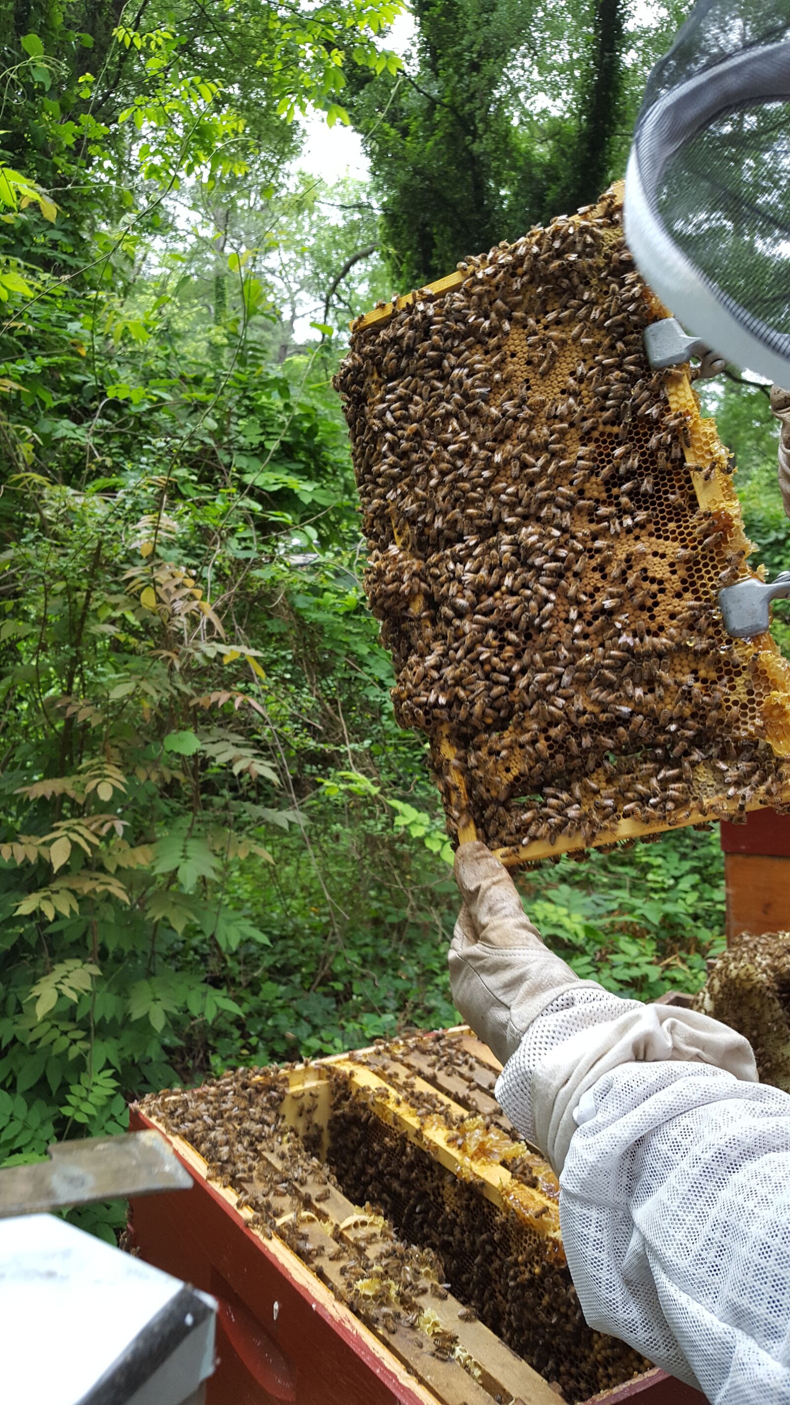 Samsung Galaxy S6 sample photo. Savethebees, bees, honey photography