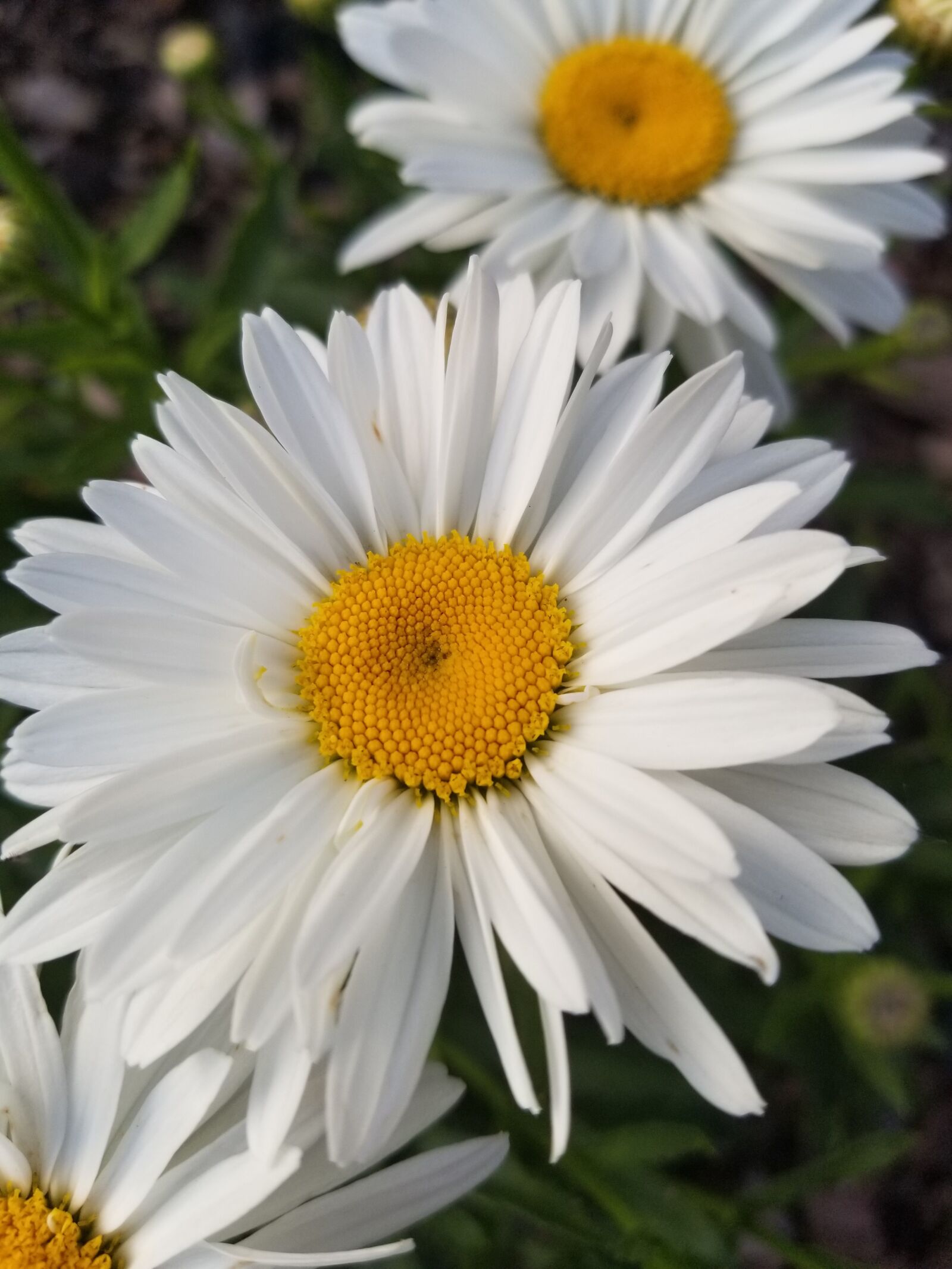 Samsung Galaxy S8 sample photo. Horticulture, botany, shasta daisy photography