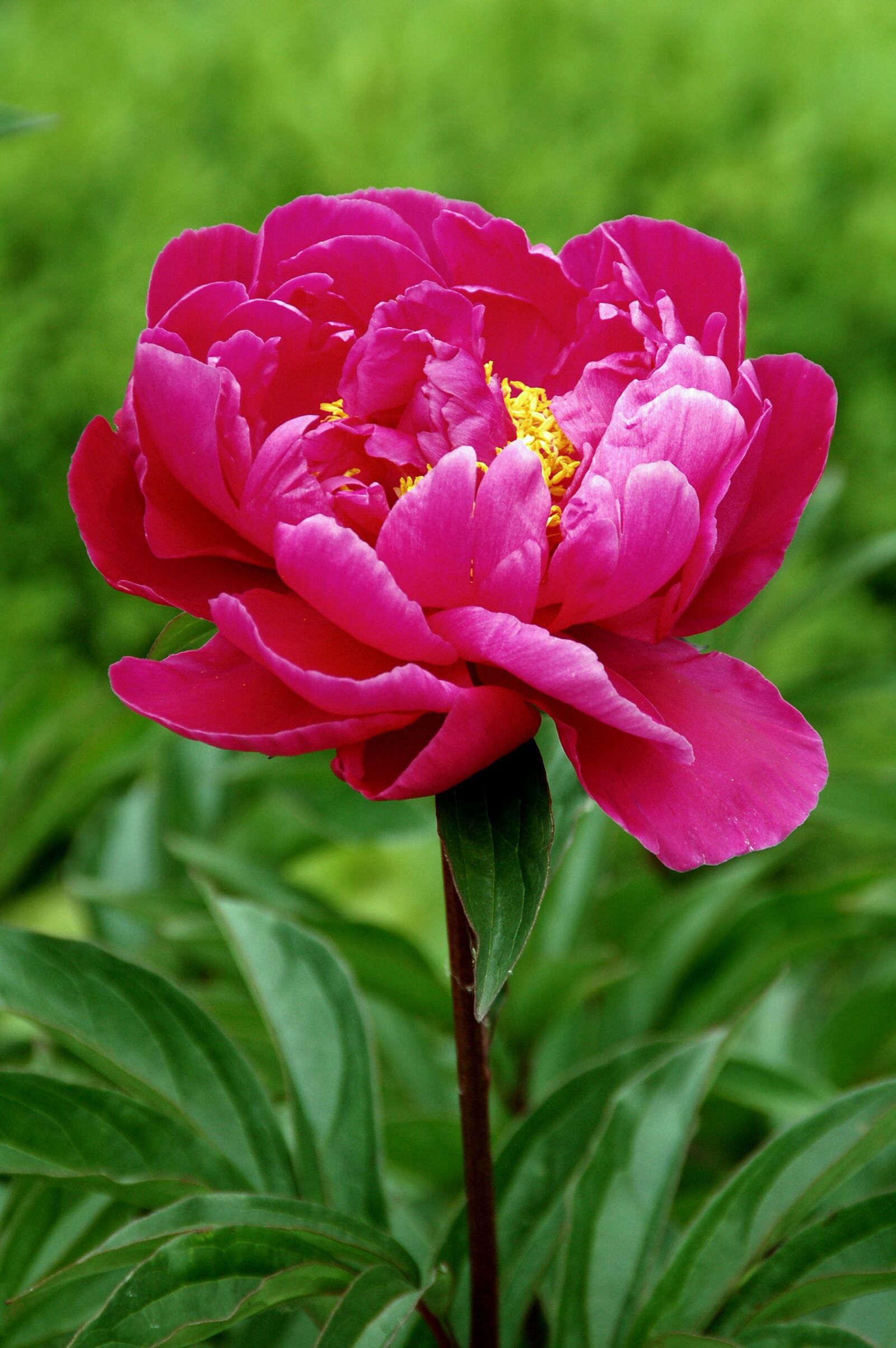 Nikon D50 sample photo. Nature, plant, garden photography
