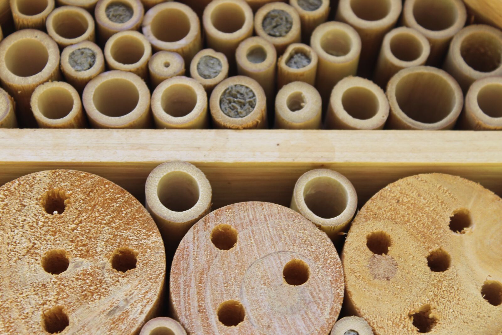 Canon EOS 1300D (EOS Rebel T6 / EOS Kiss X80) sample photo. Wood, insect, insect hotel photography