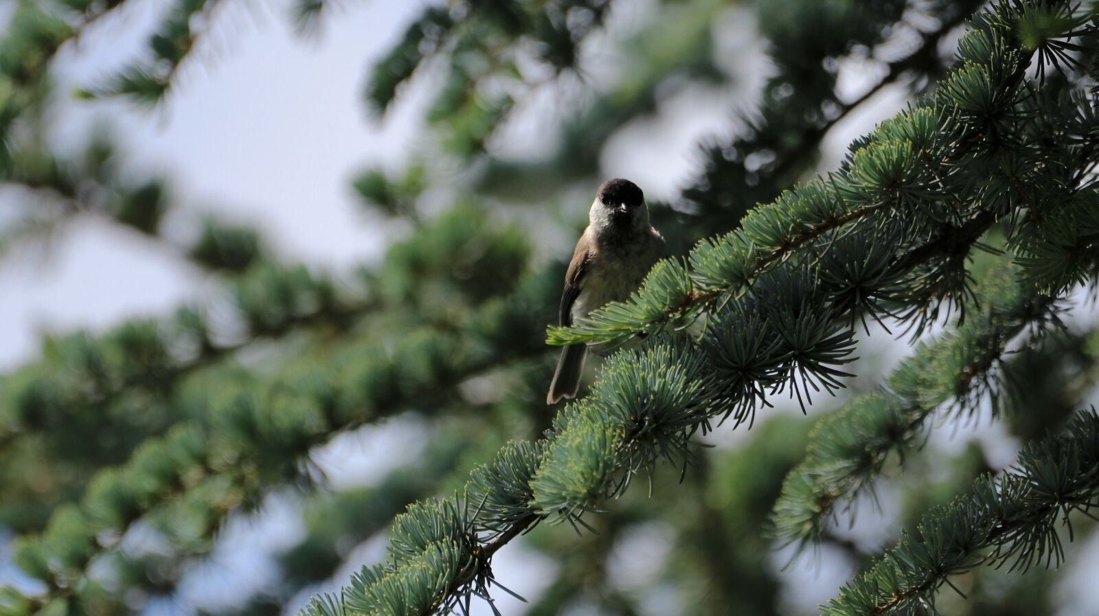 150-600mm F5-6.3 DG OS HSM | Contemporary 015 sample photo. Bird, fir tree, nature photography