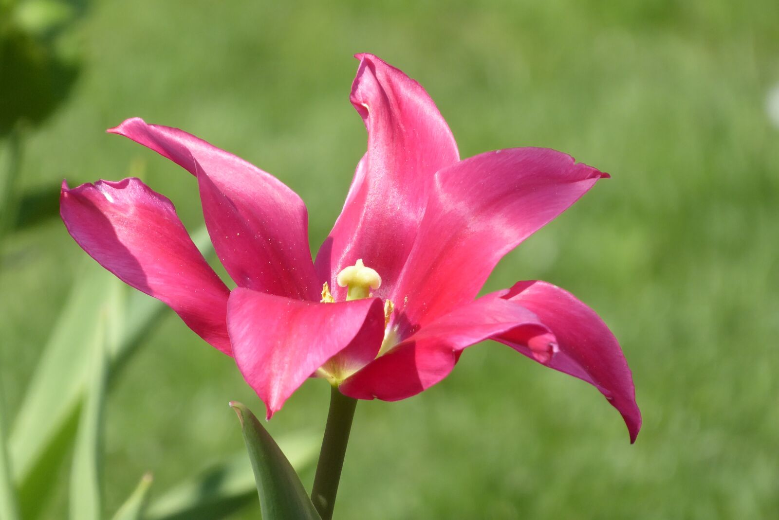 Panasonic Lumix DMC-ZS50 (Lumix DMC-TZ70) sample photo. Nature, flower, plant photography