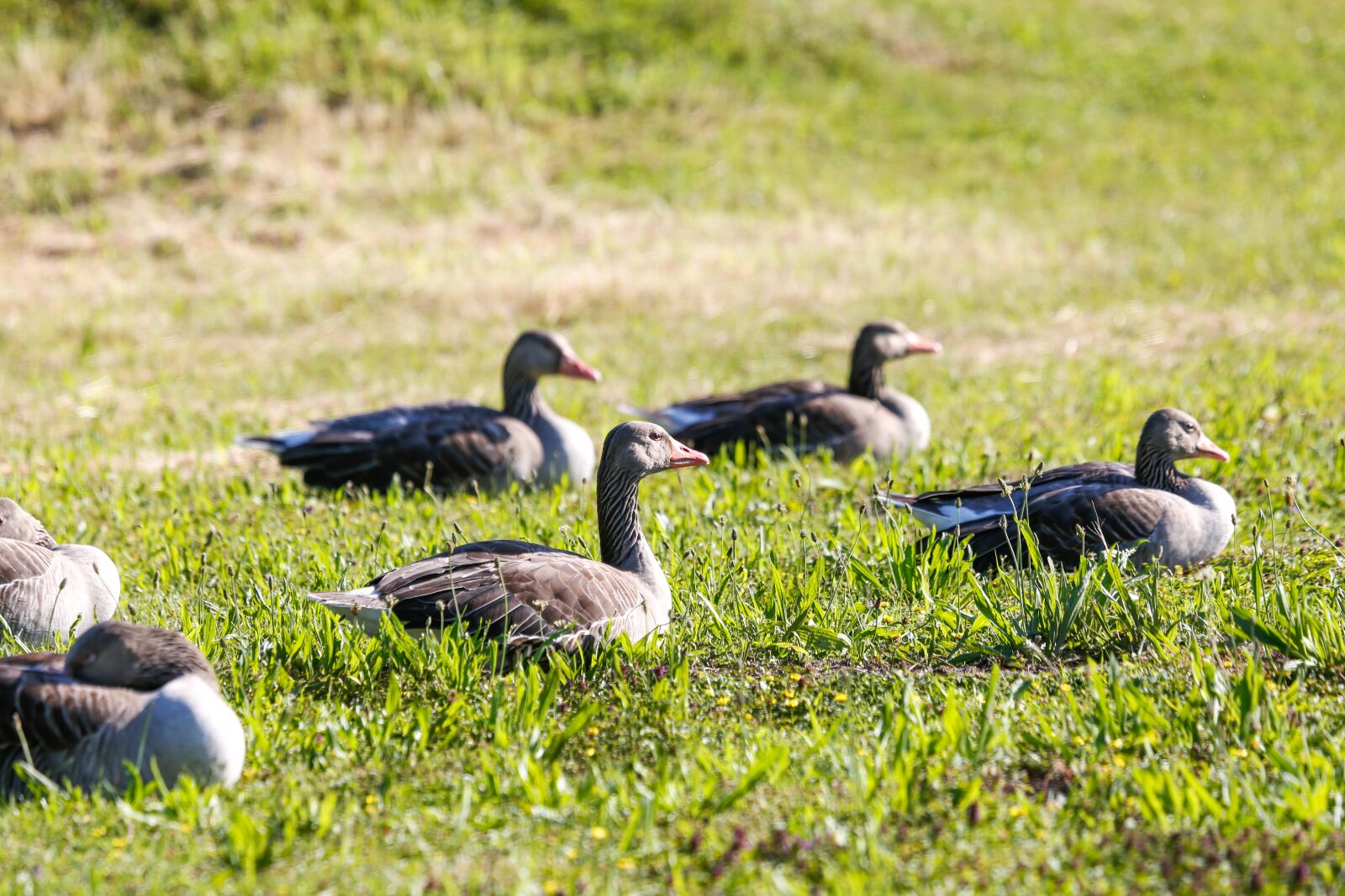 Canon EF 100-400mm F4.5-5.6L IS USM sample photo. Geese, grey geese, migratory photography