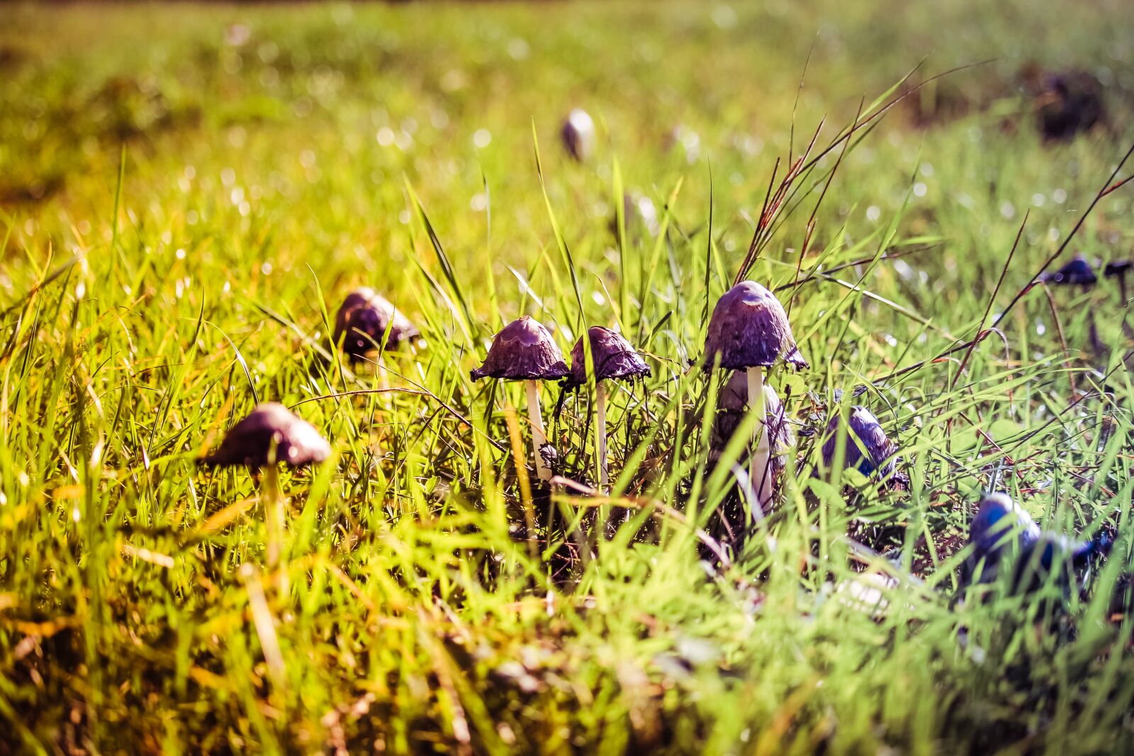 Canon EOS 600D (Rebel EOS T3i / EOS Kiss X5) + Canon EF-S 55-250mm F4-5.6 IS STM sample photo. Meadow, mushrooms, nature photography