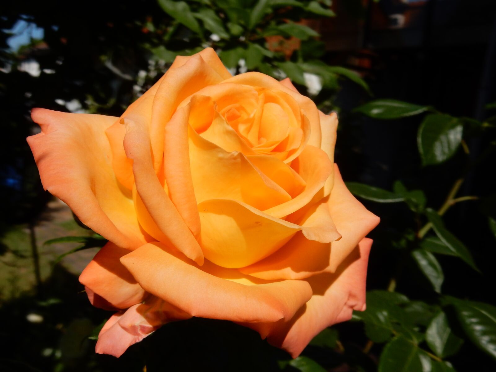 Nikon Coolpix S9900 sample photo. Rose, orange, flower photography