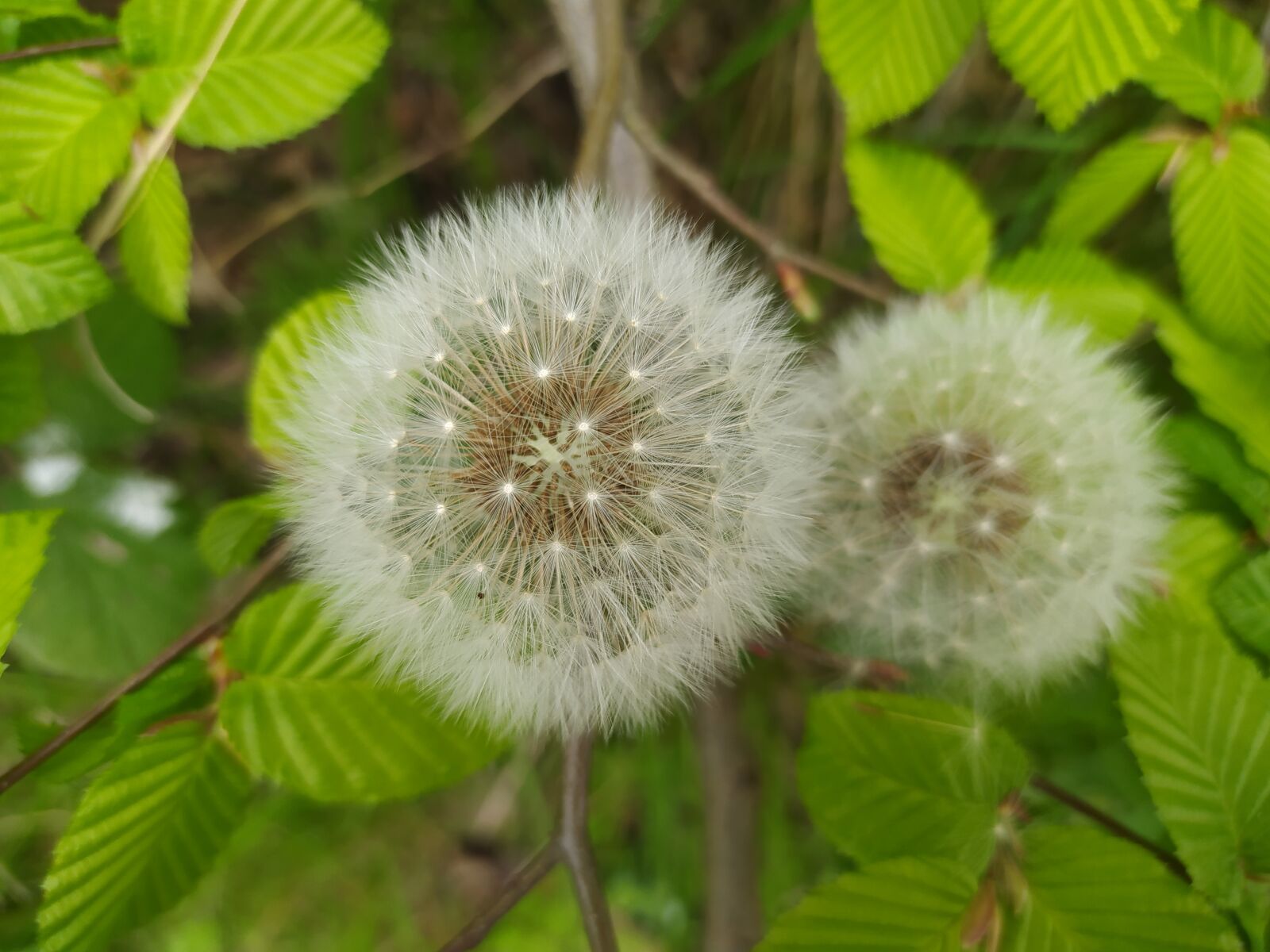Xiaomi Redmi Note 8 sample photo. Nature, foliage, white photography