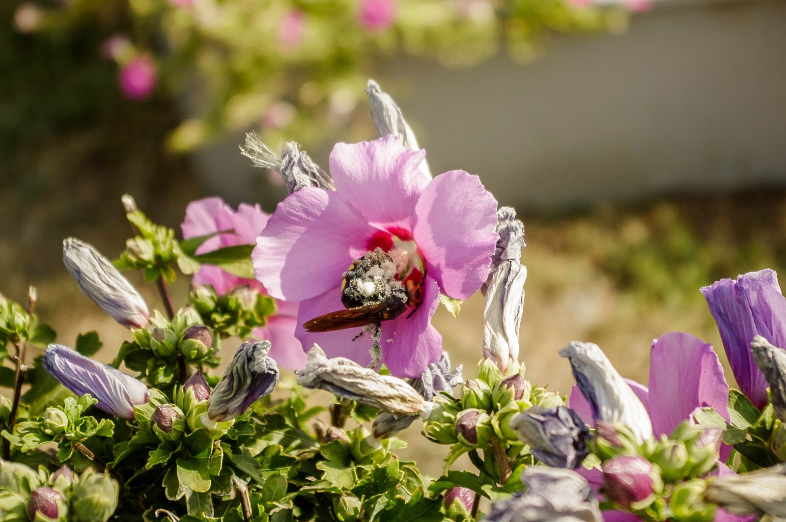 smc PENTAX-DA L 18-55mm F3.5-5.6 sample photo. Flower, nature, plant photography
