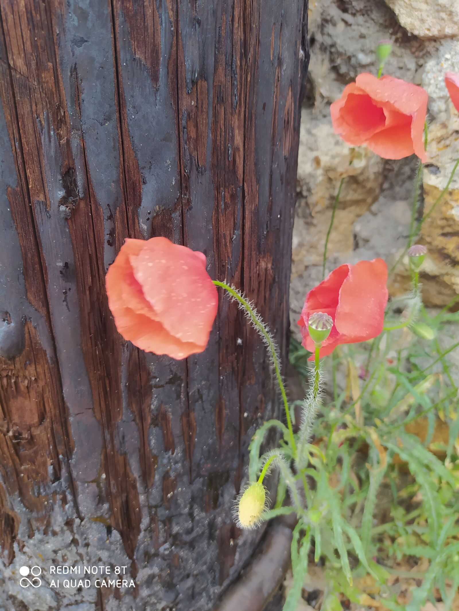 Xiaomi Redmi Note 8T sample photo. Coquelicot, flowers, town photography