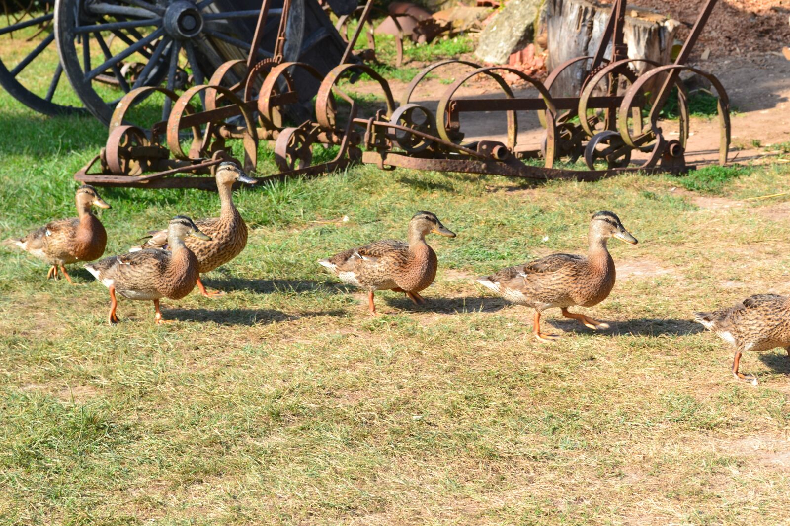 Nikon D3100 sample photo. Duck, ducks, canes photography