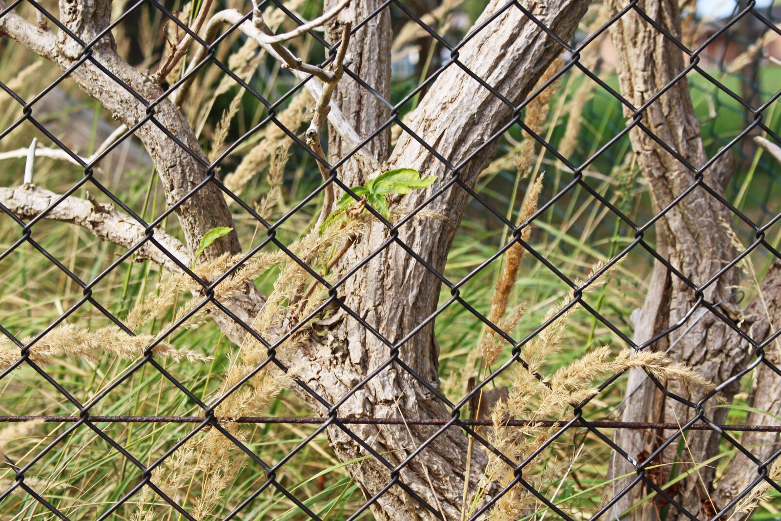 Canon EOS 700D (EOS Rebel T5i / EOS Kiss X7i) sample photo. Fenced, fence, wire photography
