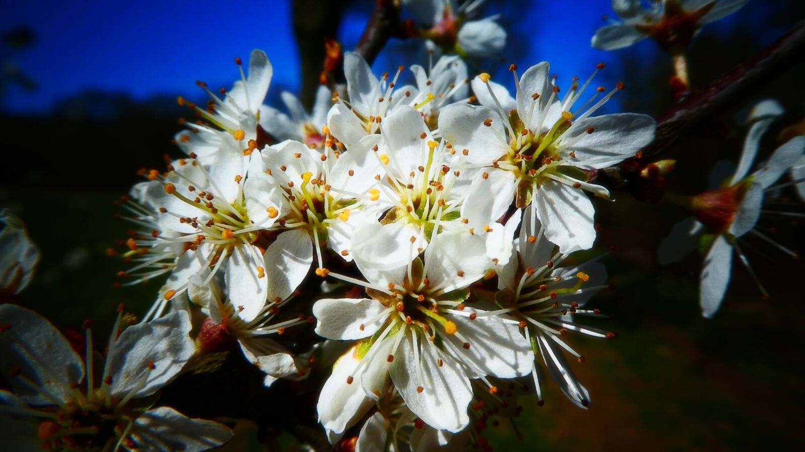 Panasonic DMC-TZ81 sample photo. Flowers, tree, branch photography