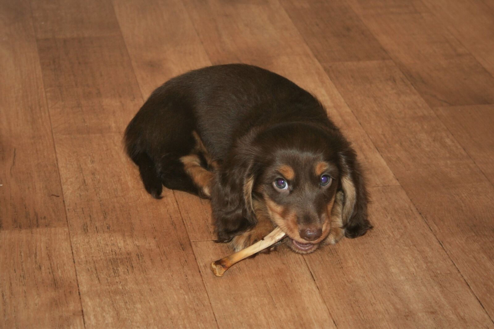 Canon EOS 400D (EOS Digital Rebel XTi / EOS Kiss Digital X) sample photo. Dachshund, puppy, bone photography
