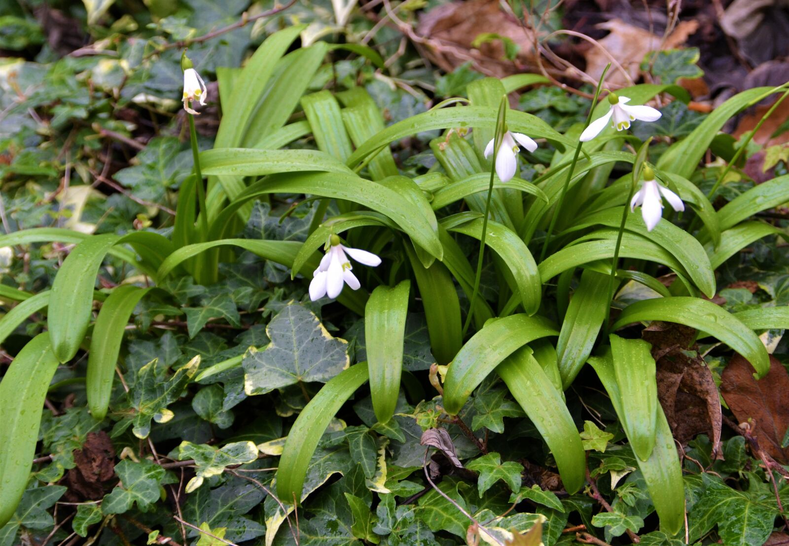 Nikon D3100 sample photo. Flowers, garden, nature photography