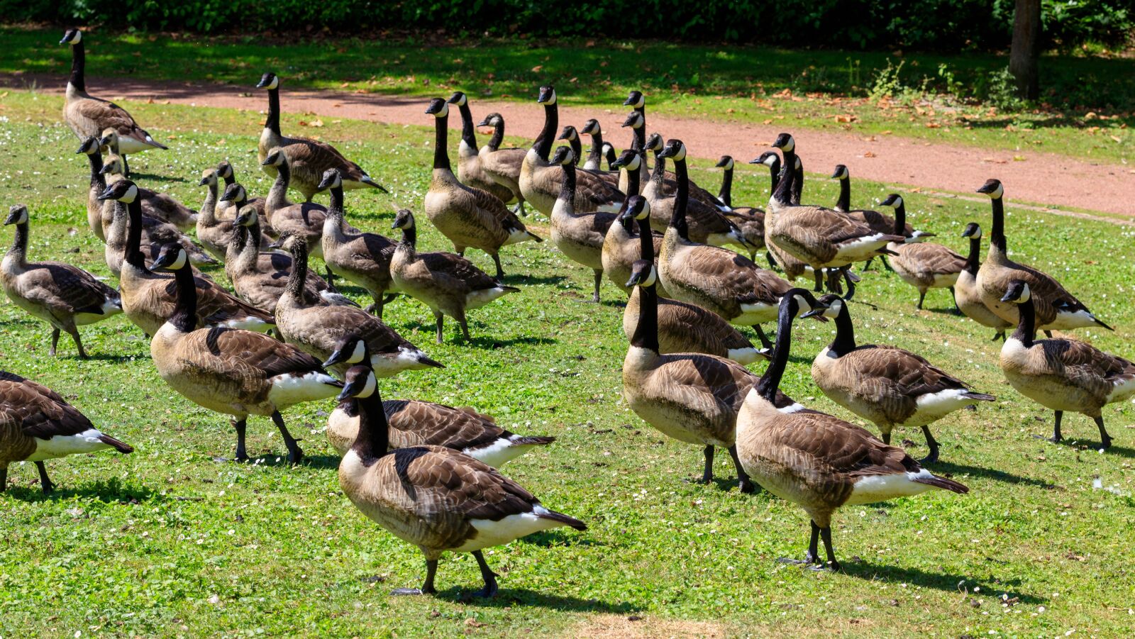 Canon EOS 80D sample photo. Geese, canada geese, birds photography