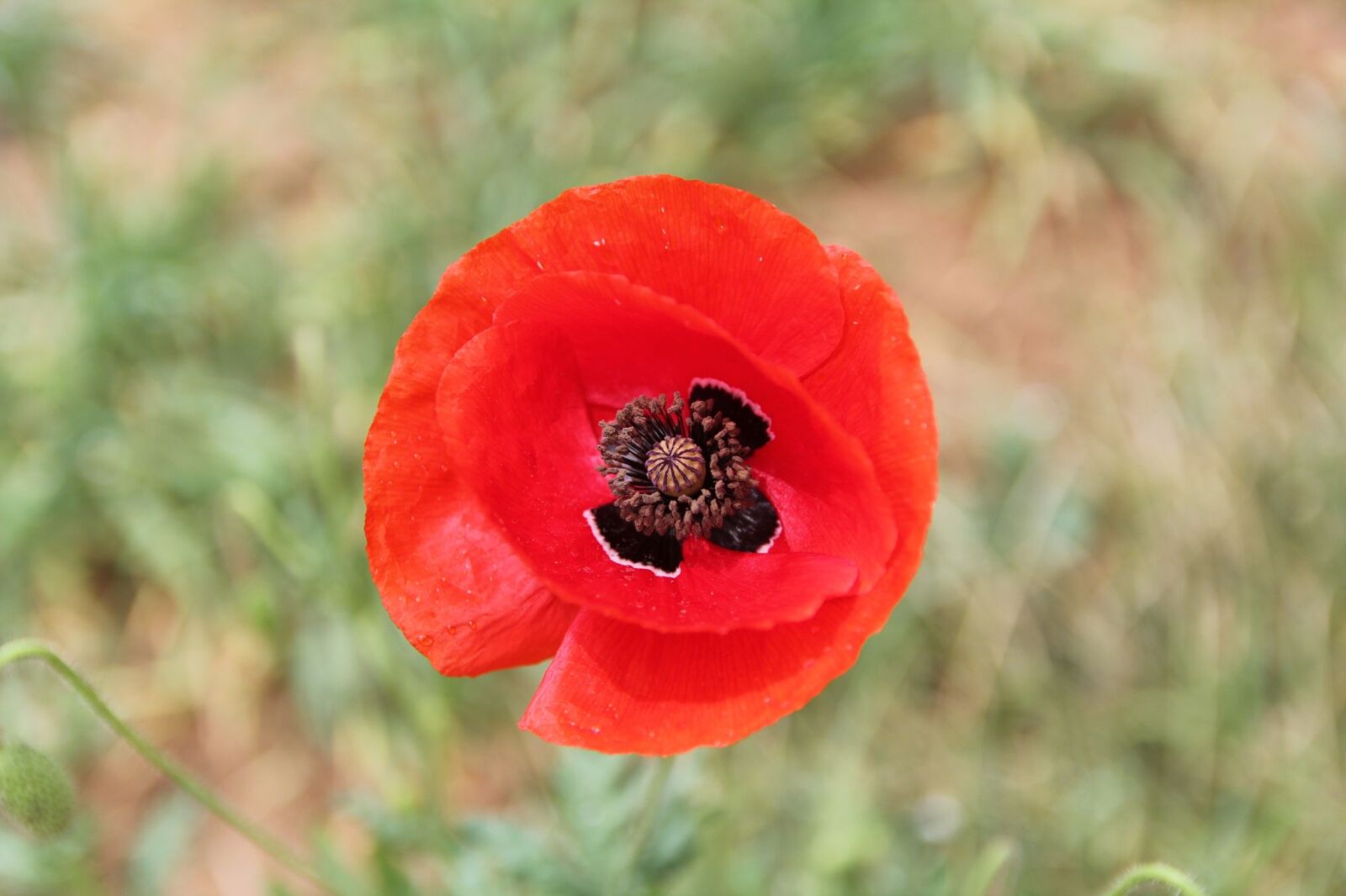 Canon EOS 60D sample photo. Flowers, nature, poppy photography