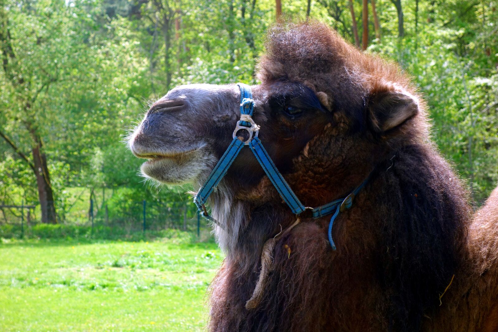 Sony Cyber-shot DSC-RX100 sample photo. Mammal, camel, dromedary photography