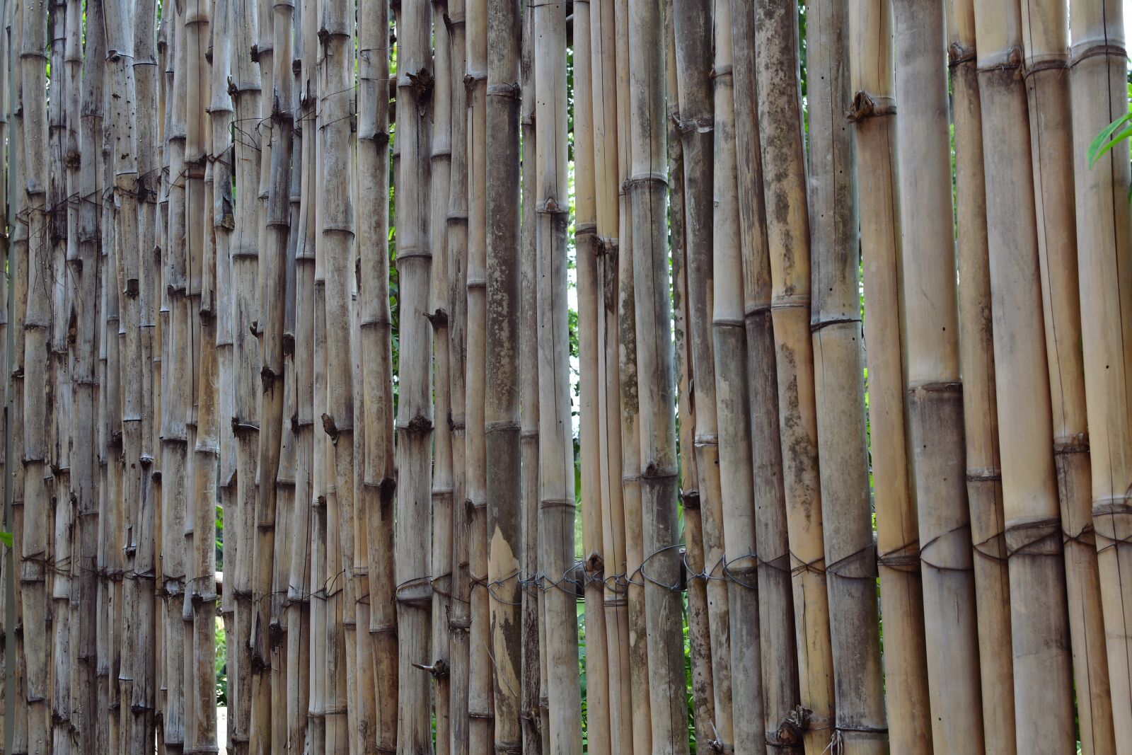Nikon D500 sample photo. Bamboo fence, fence, barrier photography