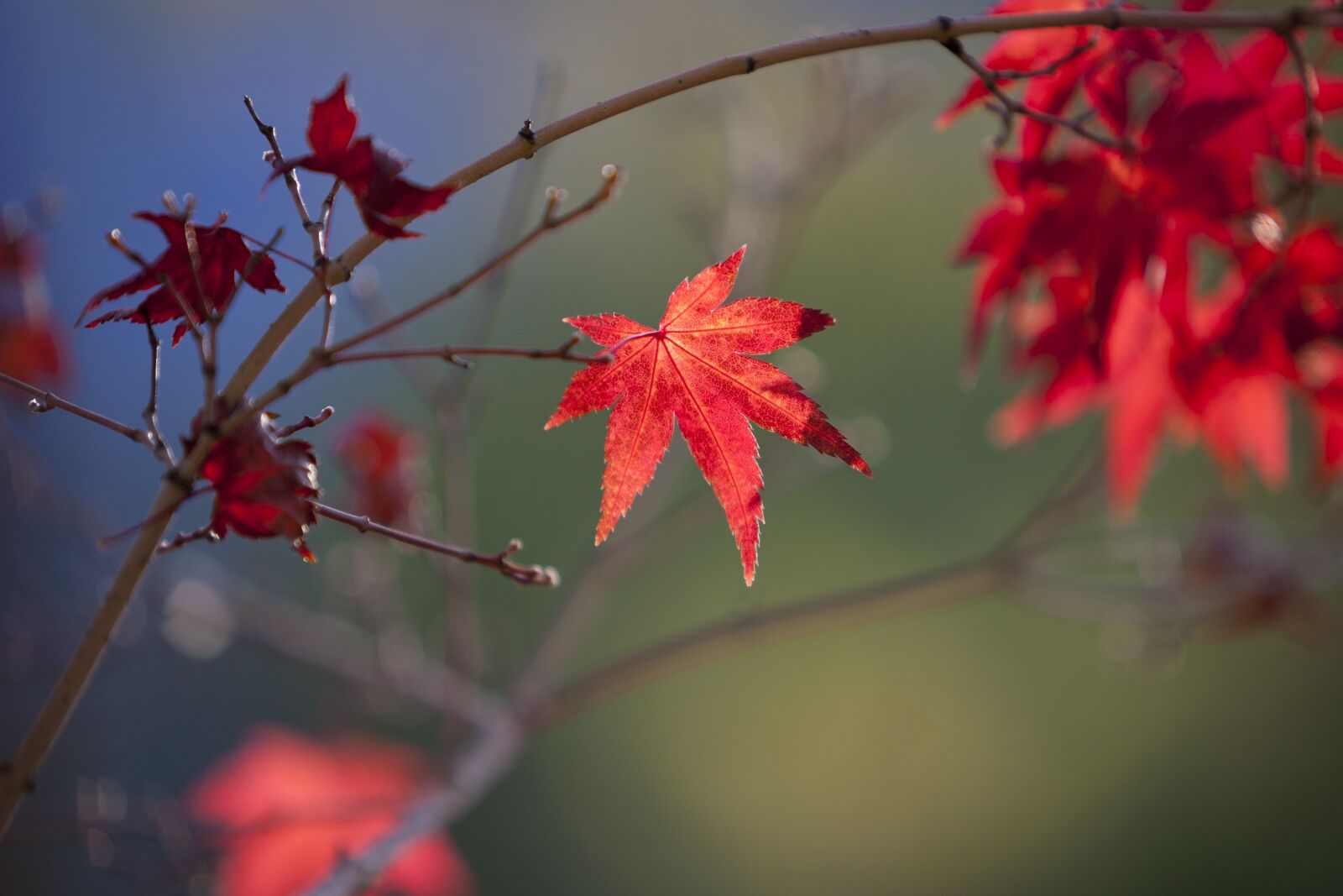 Canon EOS 5D sample photo. Autumn leaves, autumn, leaves photography