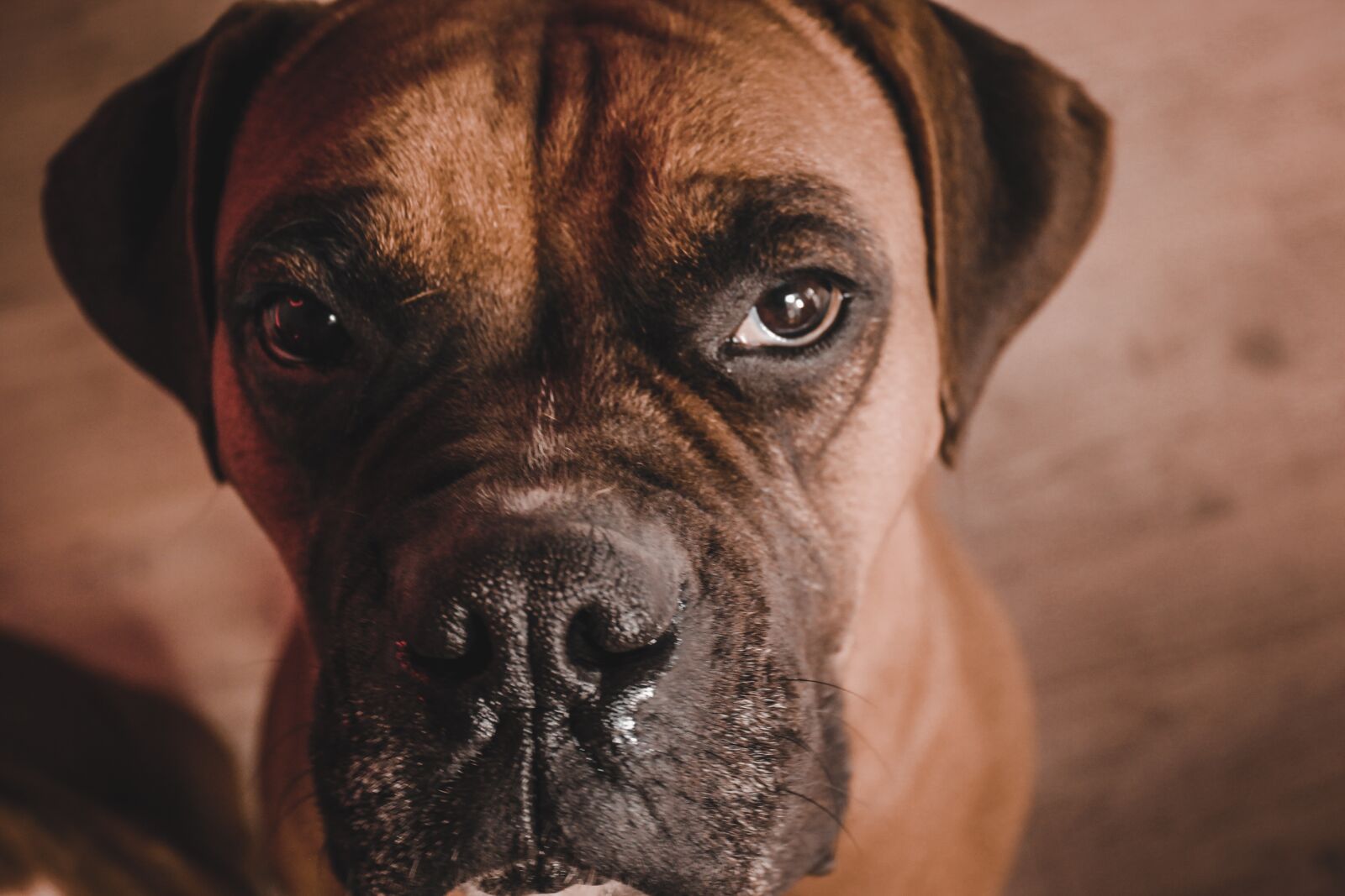 Canon EOS 1100D (EOS Rebel T3 / EOS Kiss X50) sample photo. Boxer, dog, animal photography