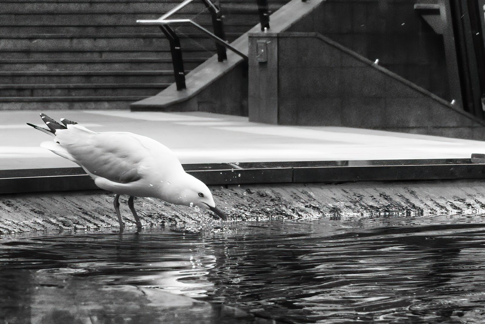 Nikon D3400 sample photo. Seagull, bird, drink photography