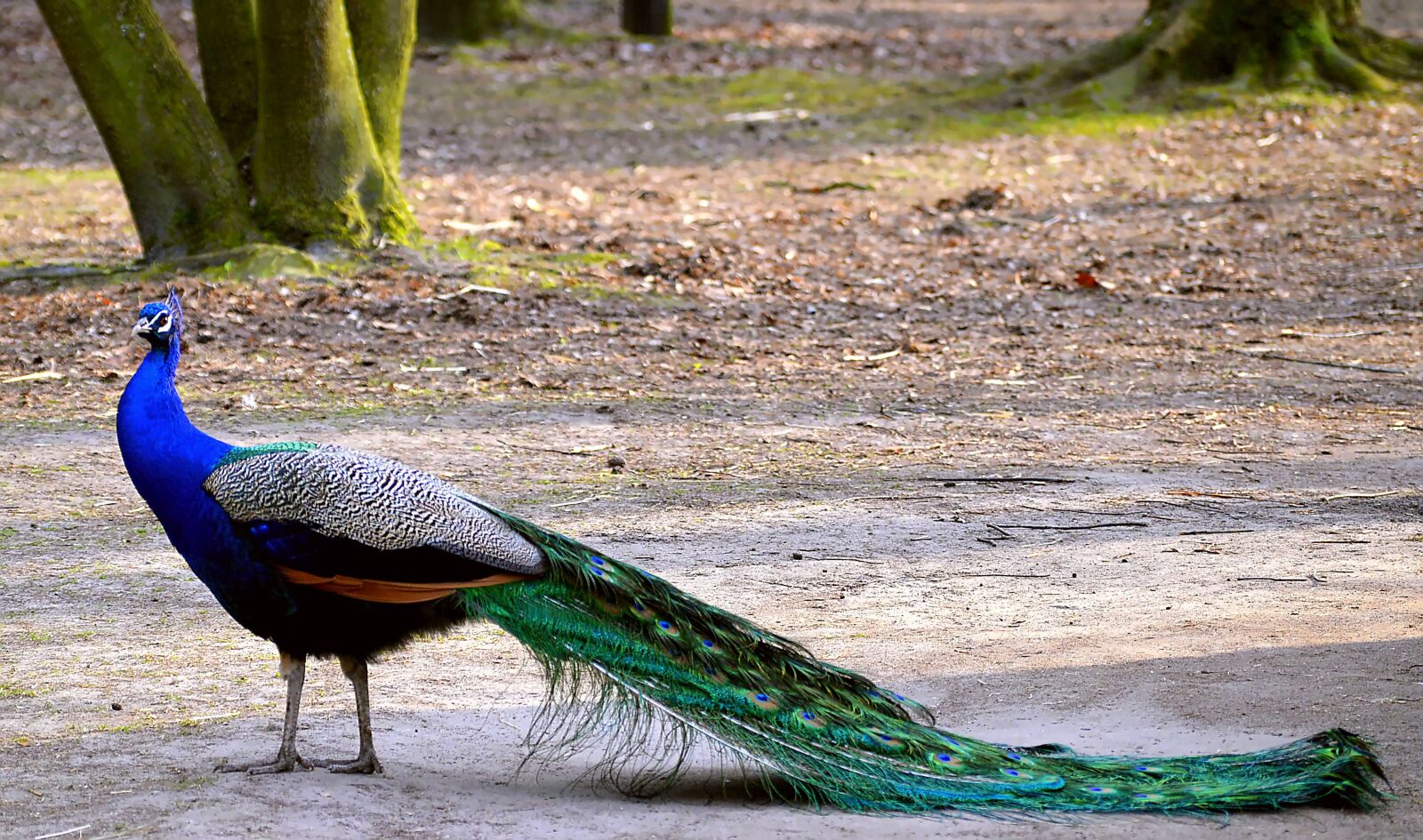 Nikon D3200 sample photo. Peacock, colorful, blue peacock photography