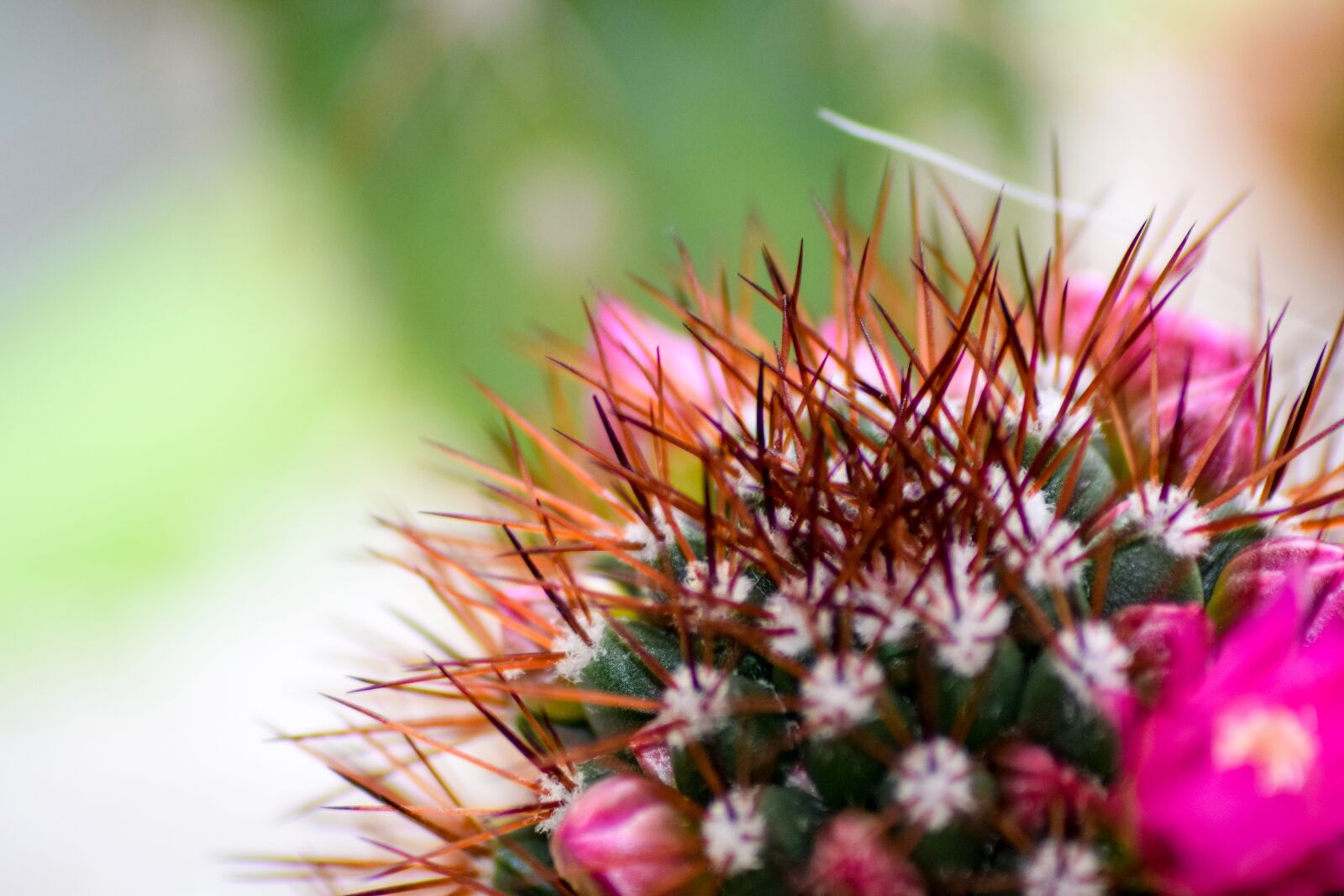 Nikon D5300 sample photo. Cactus, flower, pink photography