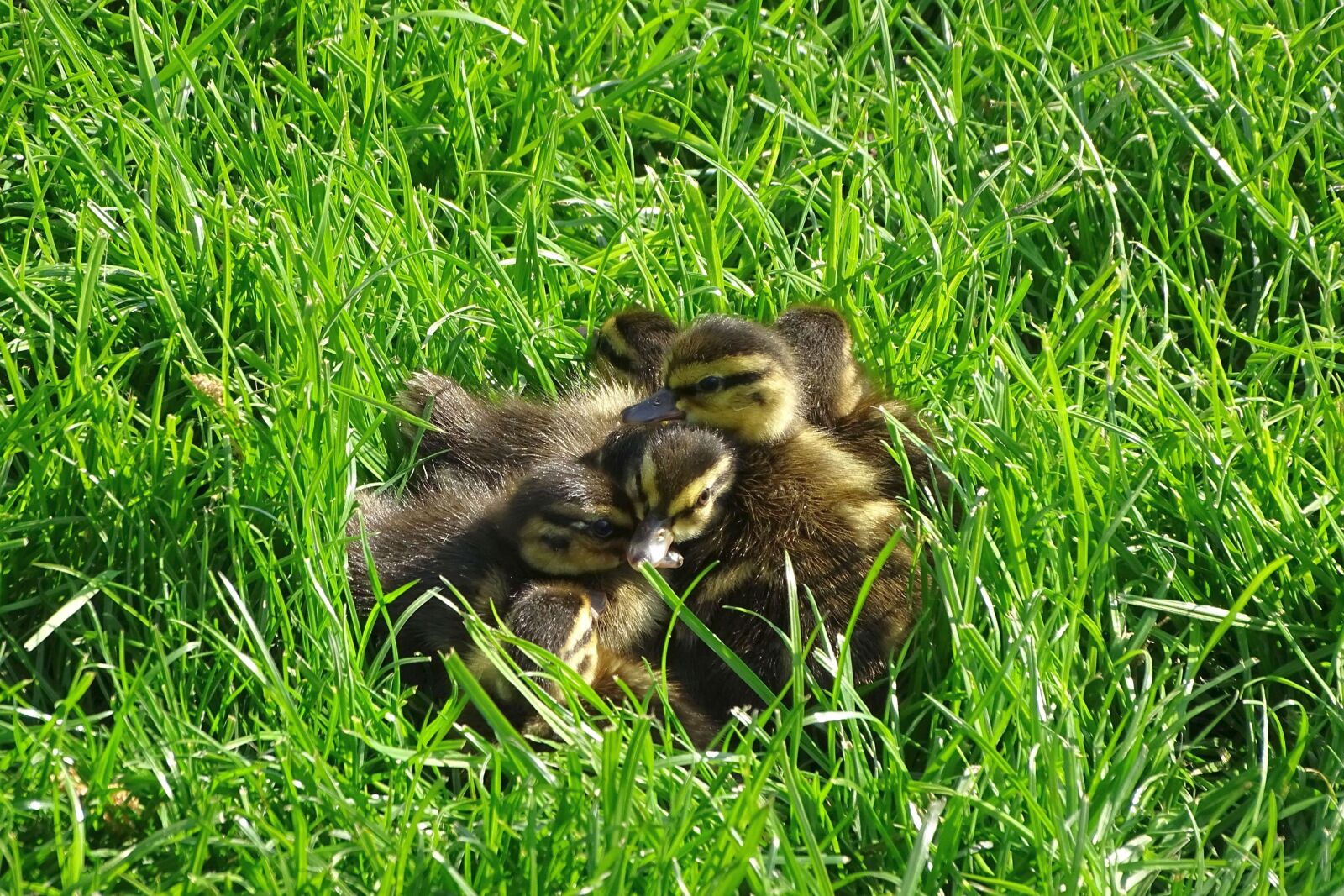 Sony Cyber-shot DSC-HX400V sample photo. Ducklings, seven one hidden photography