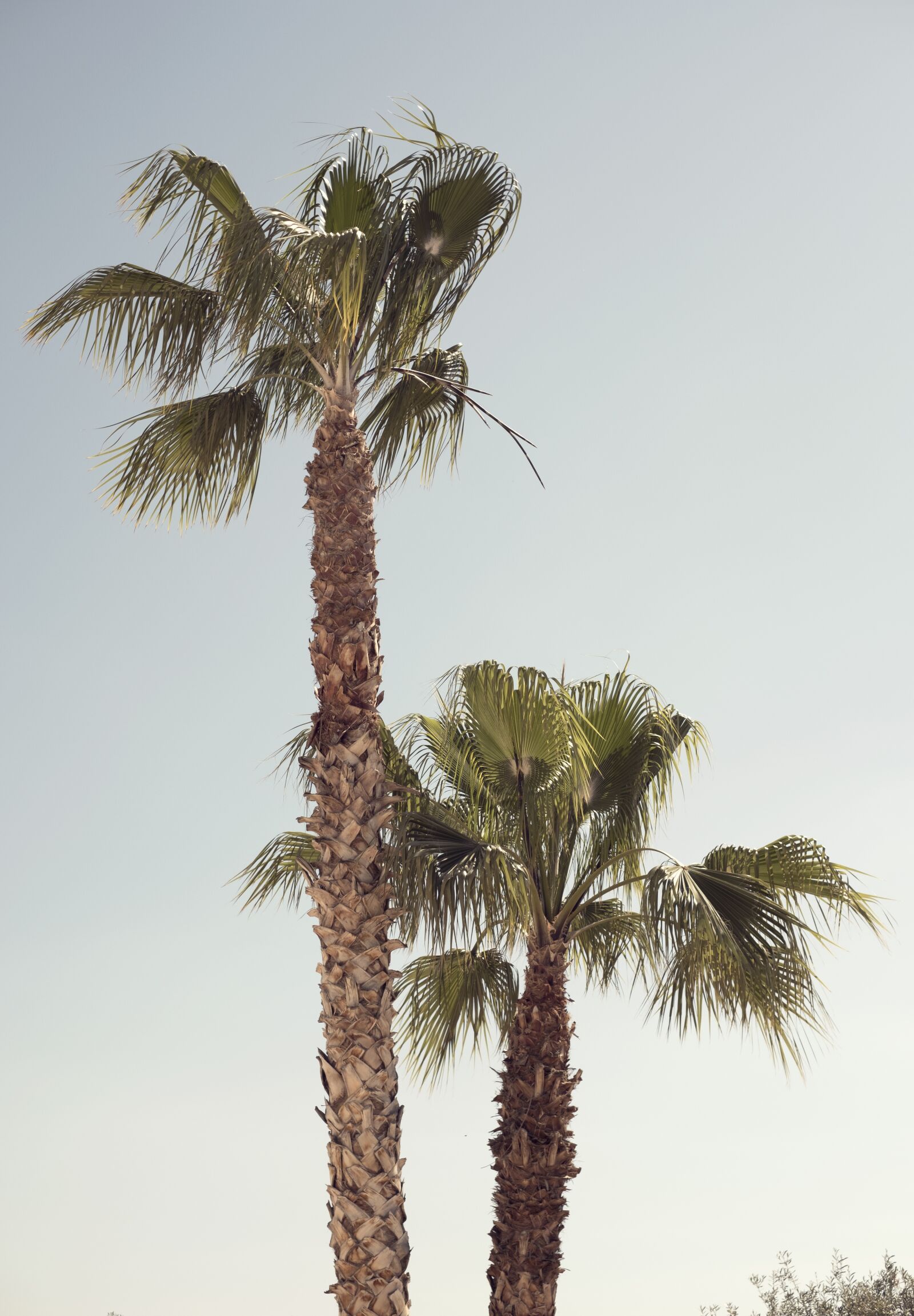 Fujifilm XF 35mm F1.4 R sample photo. Palm tree, blue sky photography