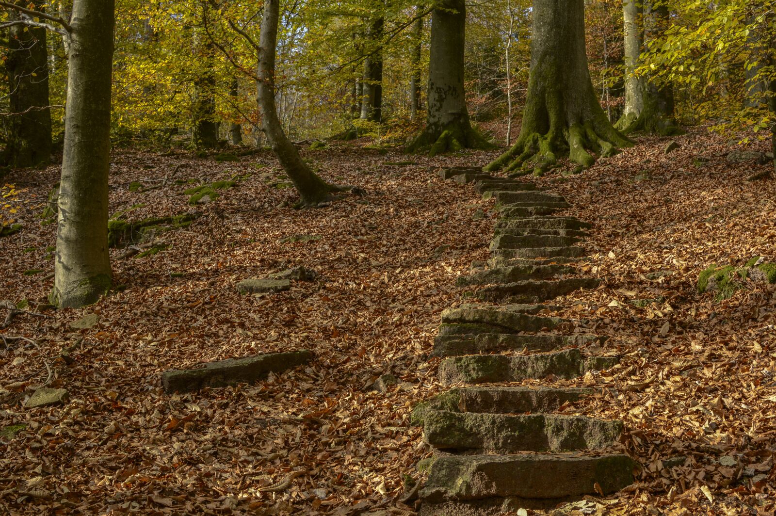 Nikon D3200 sample photo. Stairs, away, gradually photography