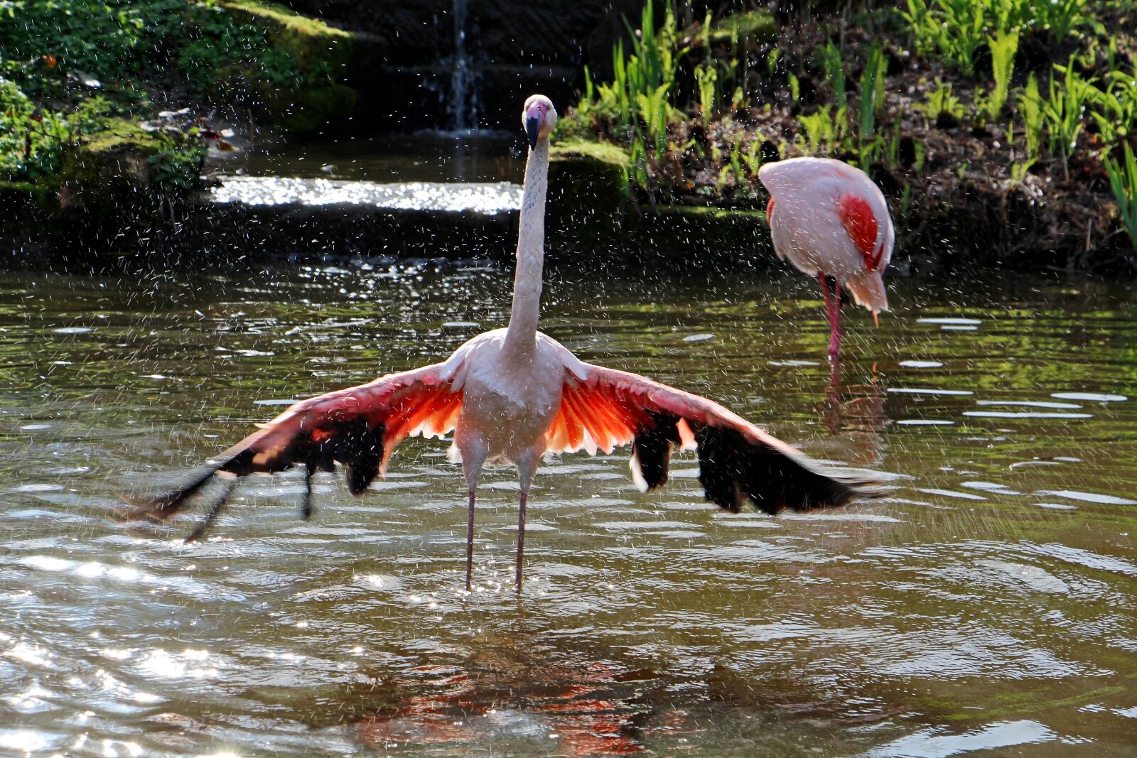 Canon EOS 700D (EOS Rebel T5i / EOS Kiss X7i) sample photo. Bird, garden, water photography