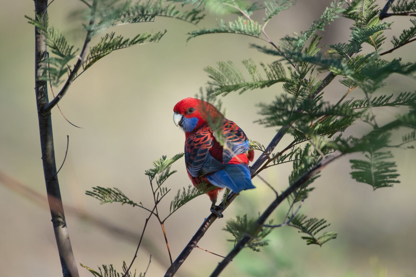Nikon D850 sample photo. Crimson rosella, platycercus elegans photography