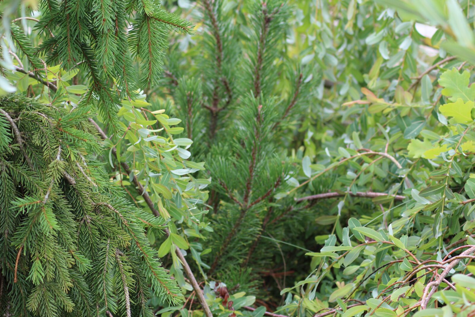 Canon EOS 1200D (EOS Rebel T5 / EOS Kiss X70 / EOS Hi) sample photo. Nature, forest, trees photography